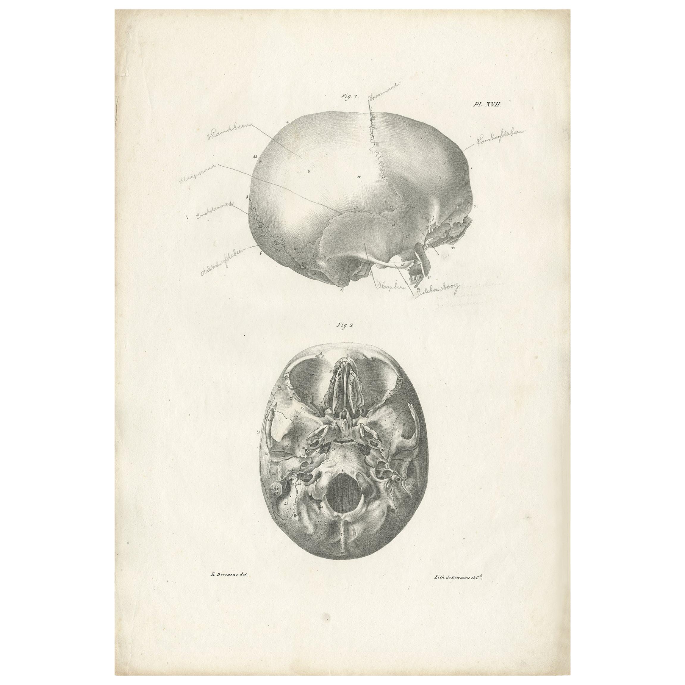 Pl. XVII Antique Anatomy / Medical Print of the Cranium by Cloquet, '1821'