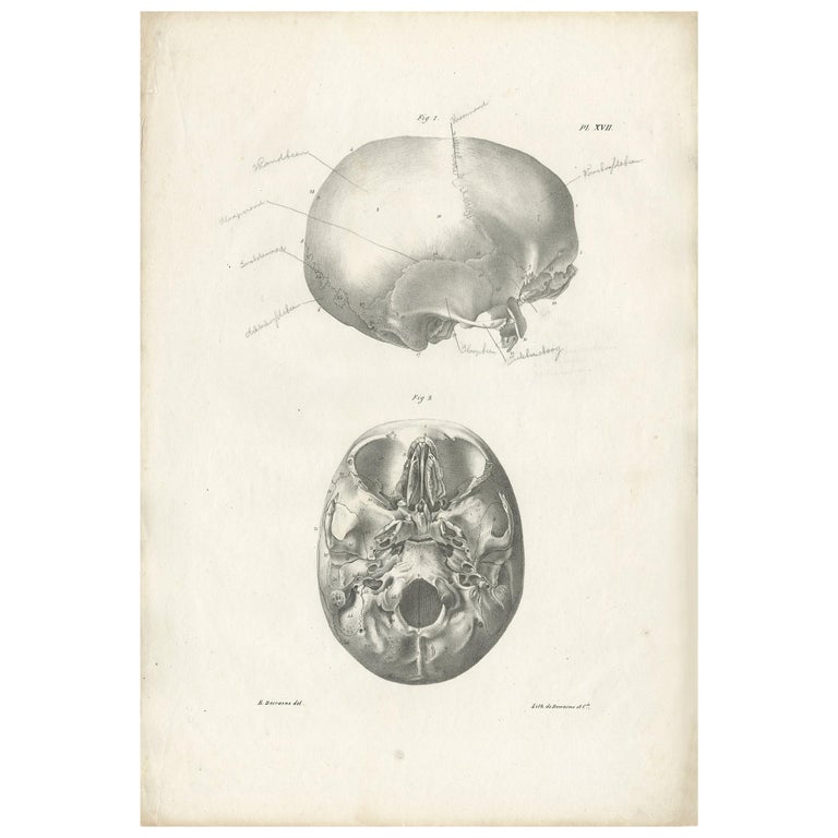 Pl. XVII Antique Anatomy / Medical Print of the Cranium by Cloquet ...
