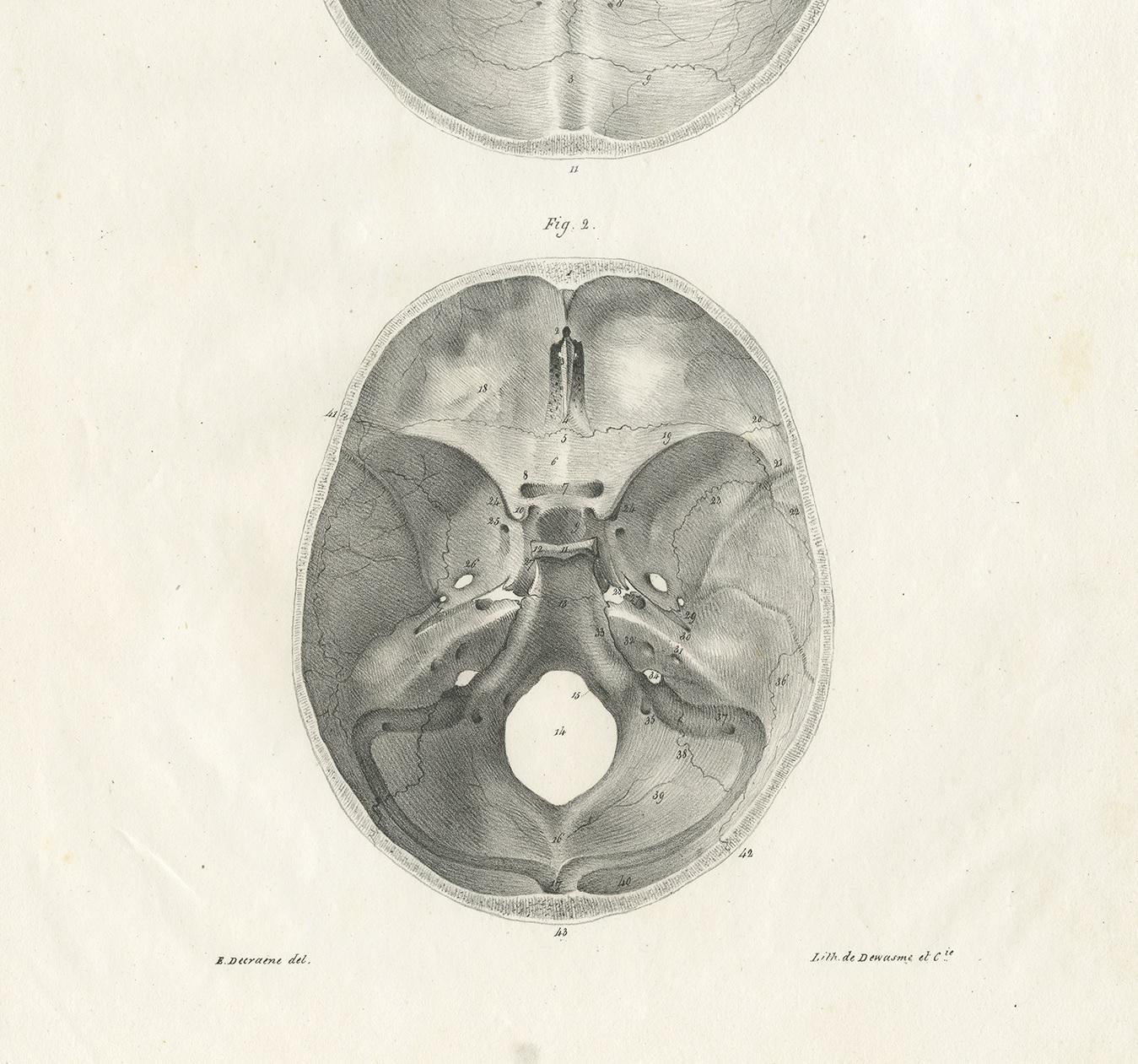 PL. XVIII Antique Anatomy / Medical Print of the Skull by Cloquet, 1821 In Good Condition In Langweer, NL