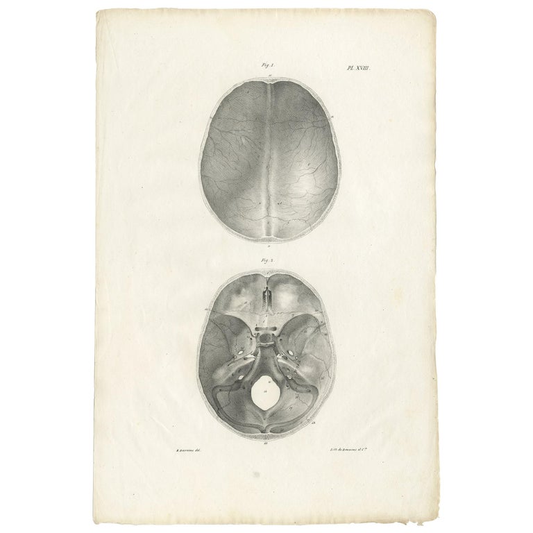 PL. XVIII Antique Anatomy / Medical Print of the Skull by Cloquet, 1821 ...