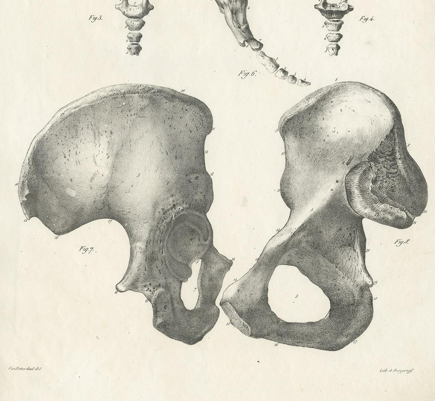 Pl. XXXII Antique Anatomy / Medical Print of the Pelvis by Cloquet, 1821 In Good Condition For Sale In Langweer, NL