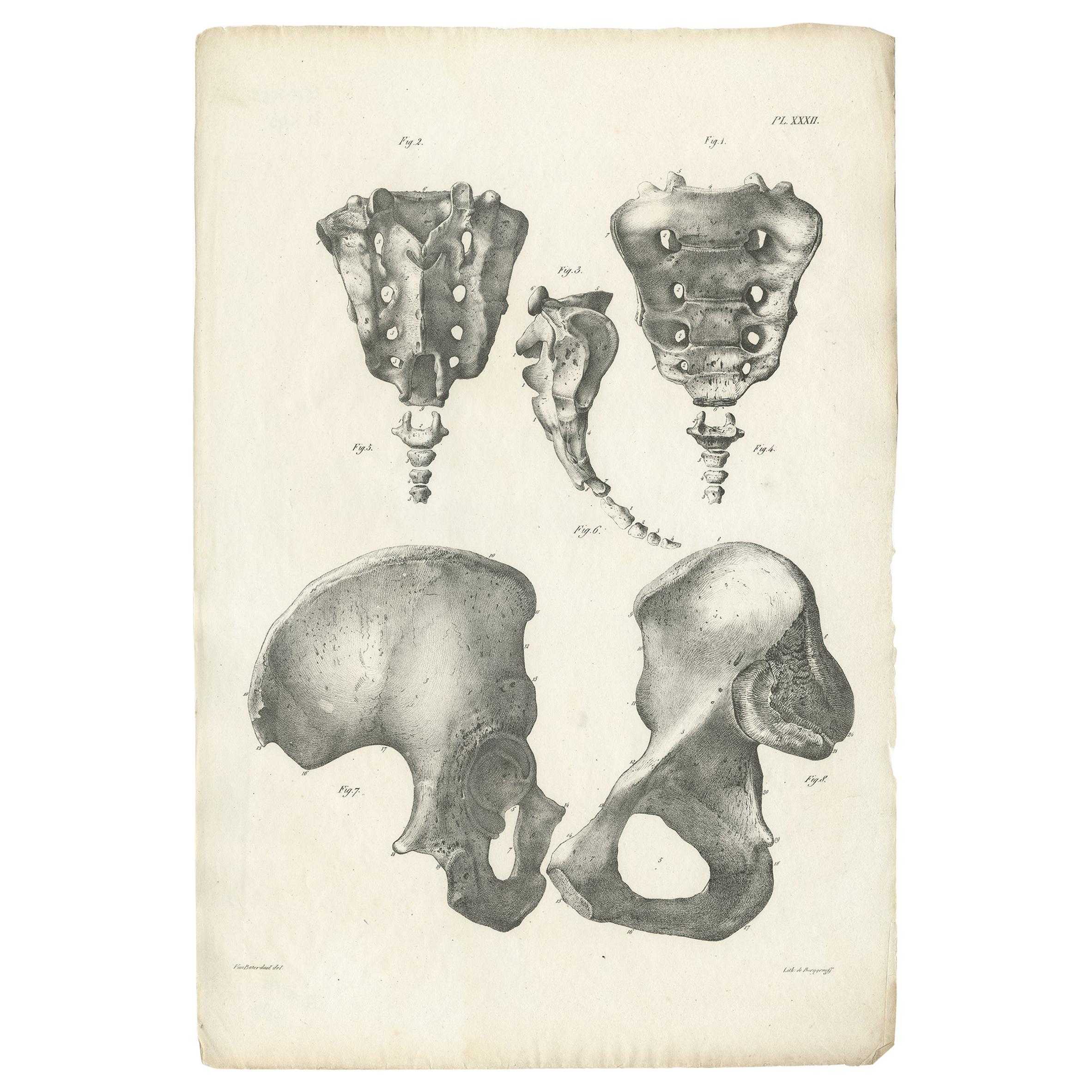 Pl. XXXII Antike Anatomie / Medizinischer Druck des Beckens von Cloquet:: 1821
