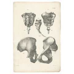 Pl. XXXII Anatomia antica / Stampa medica del bacino di Cloquet, 1821