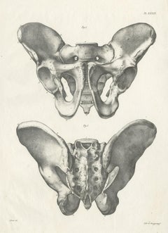Pl. XXXIII Antique Anatomy / Medical Print of the Pelvis by Cloquet, '1821'