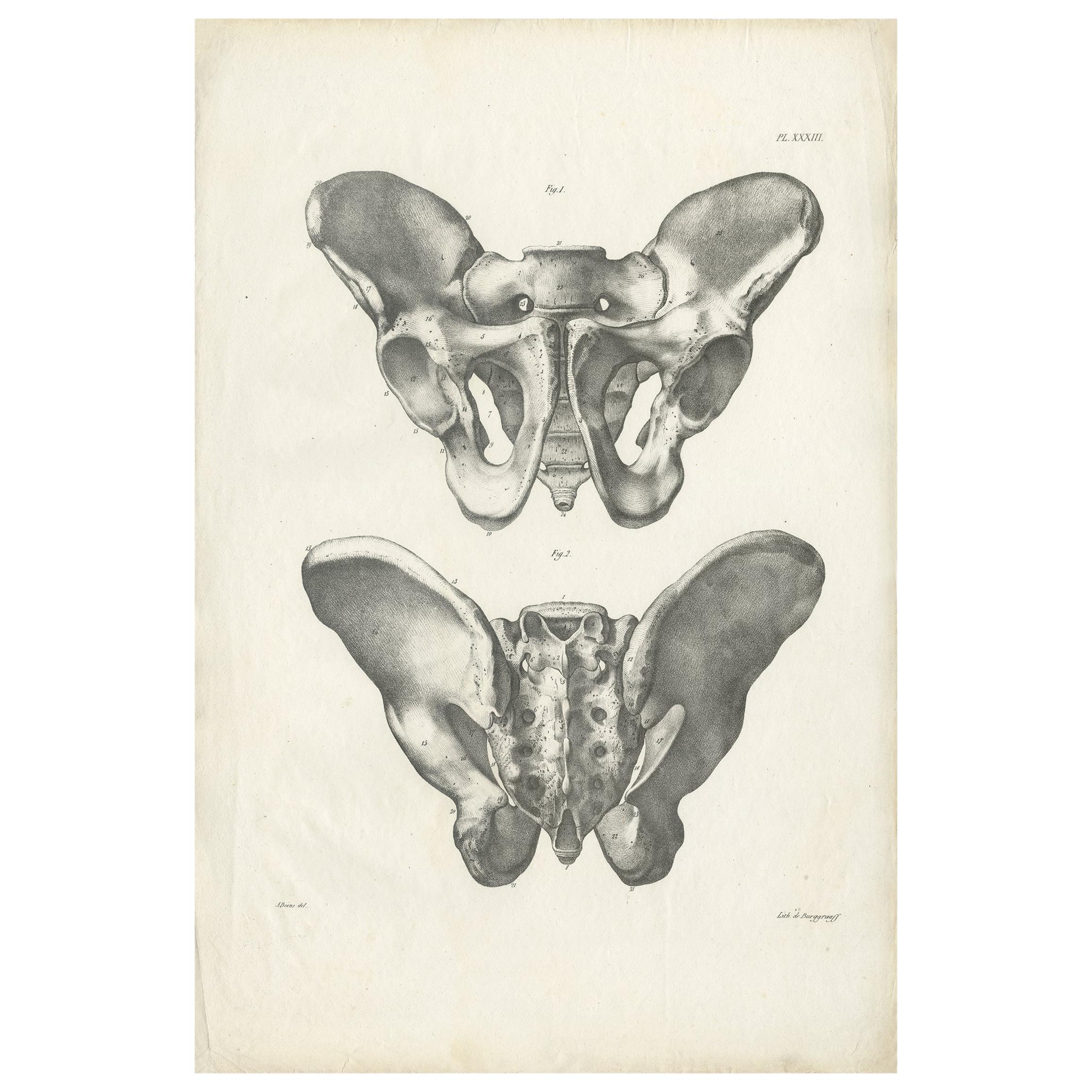 Pl. XXXIII Antique Anatomy / Medical Print of the Pelvis by Cloquet:: '1821' (anatomie ancienne / impression médicale du bassin)