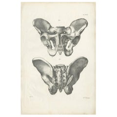 Pl. XXXIII Antique Anatomy / Medical Print of the Pelvis by Cloquet:: '1821' (anatomie ancienne / impression médicale du bassin)