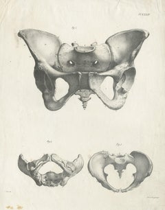 Pl. XXXIV Antique Anatomy / Medical Print of the Pelvis by Cloquet '1821'