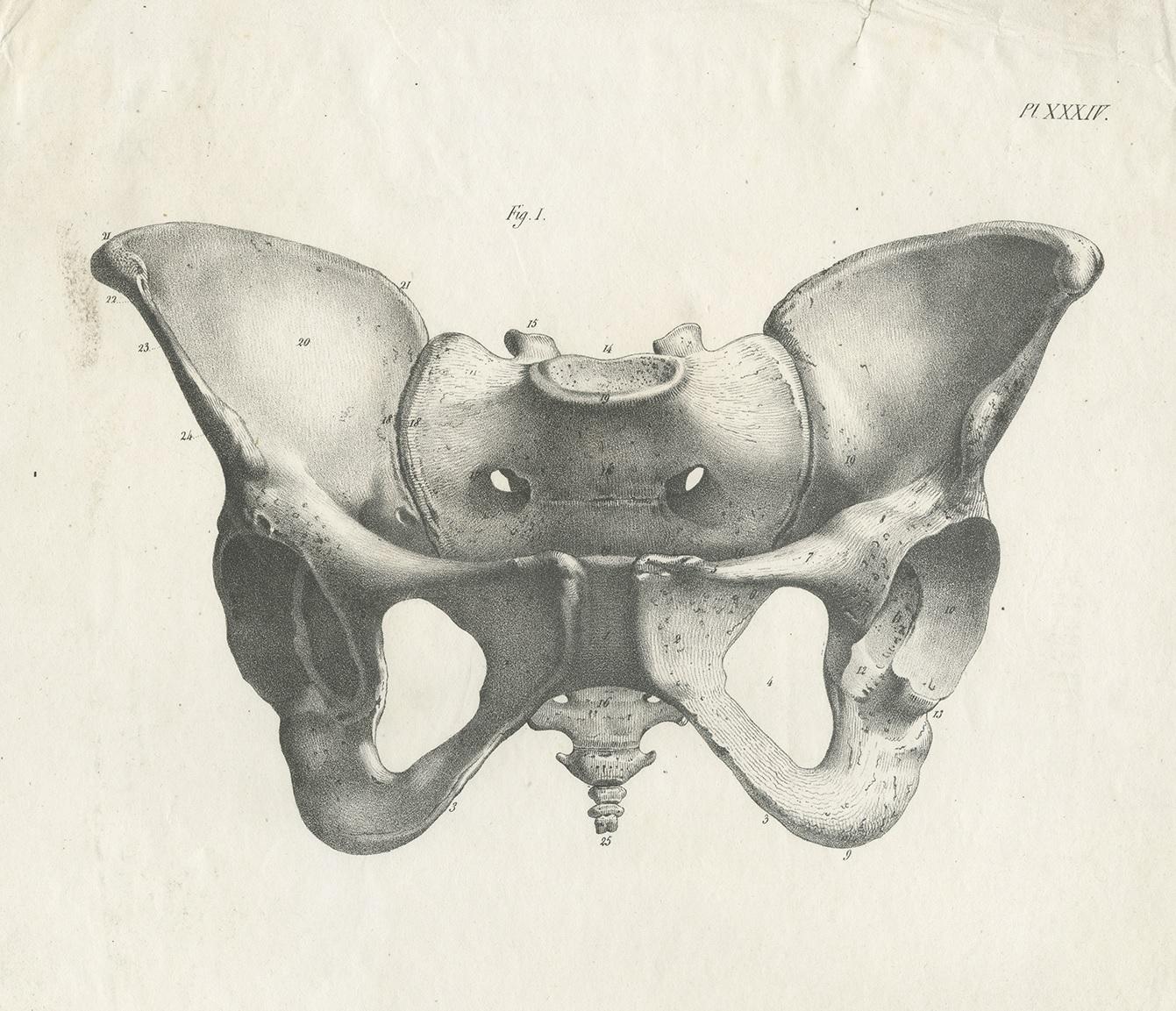 pelvis homme anatomie