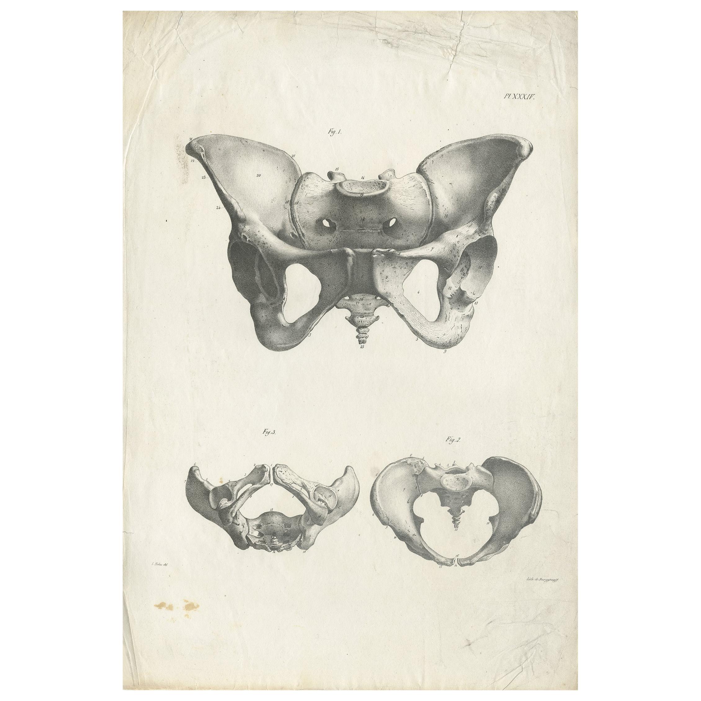 Pl. XXXIV Antique Anatomy / Medical Print of the Pelvis by Cloquet '1821'