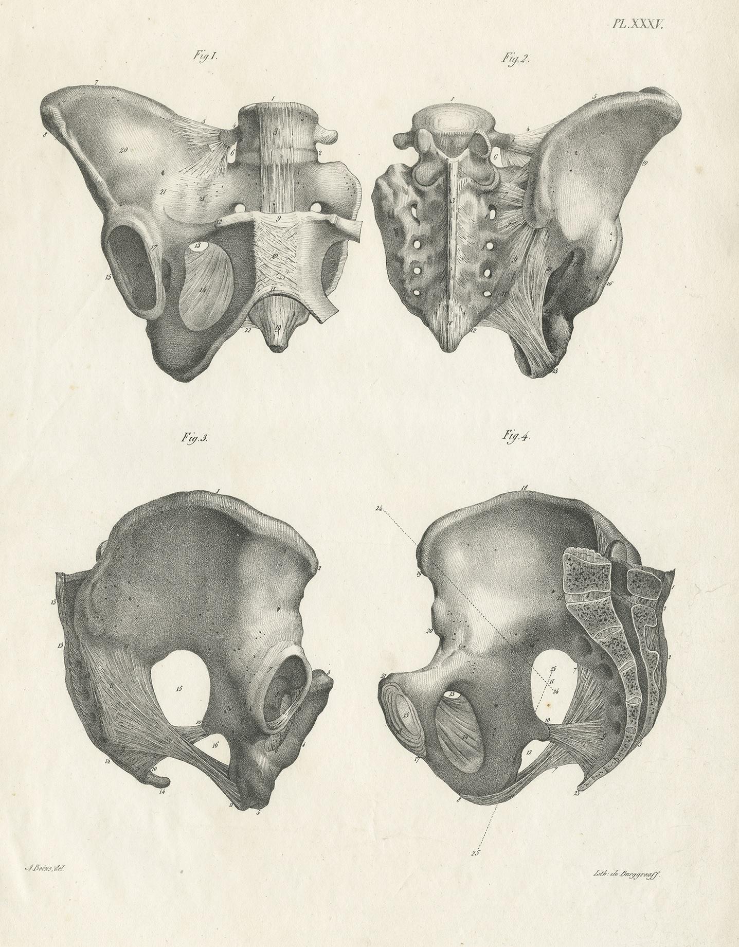 Antique anatomy print showing parts of the pelvis / pelvic bone. This print originates from 'Anatomie De L'Homme Ou Descriptions Et Figures Lithographiees De Toutes Les Parties Du Corps Humain', by Jules Cloquet. This work was published between