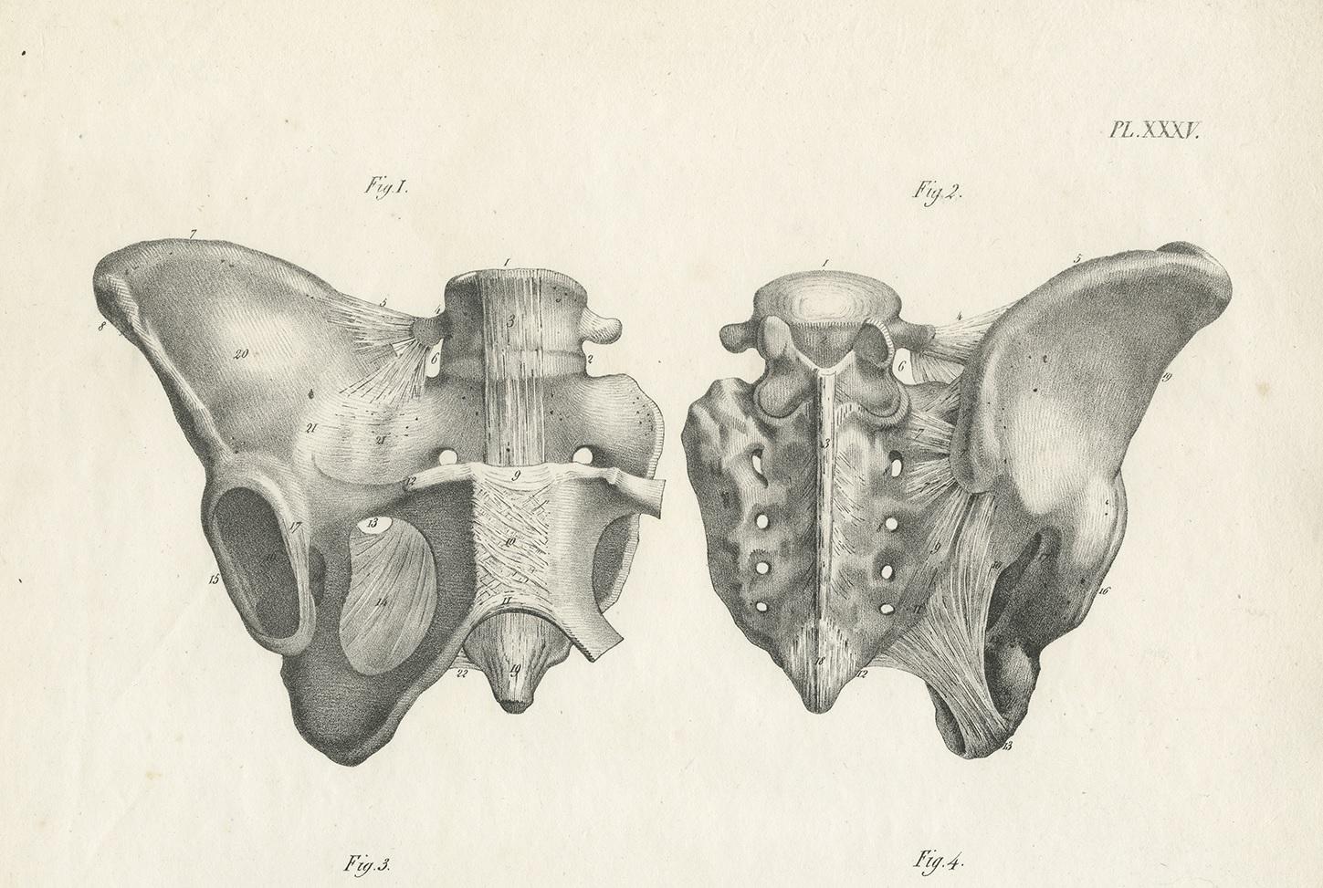 Antique Anatomy / Medical Print of the Pelvis by Cloquet, 1821 In Good Condition For Sale In Langweer, NL