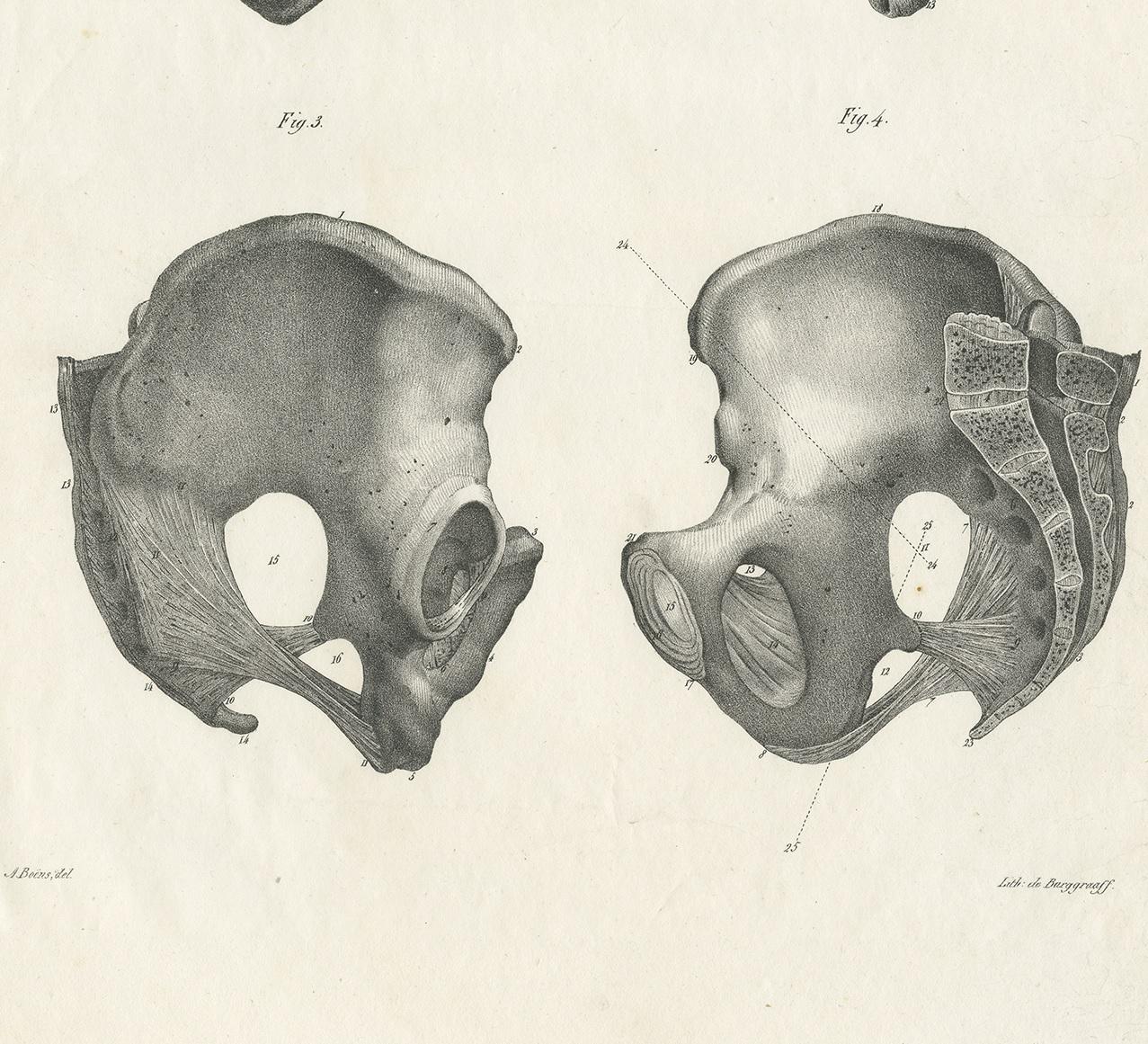 19th Century Antique Anatomy / Medical Print of the Pelvis by Cloquet, 1821 For Sale
