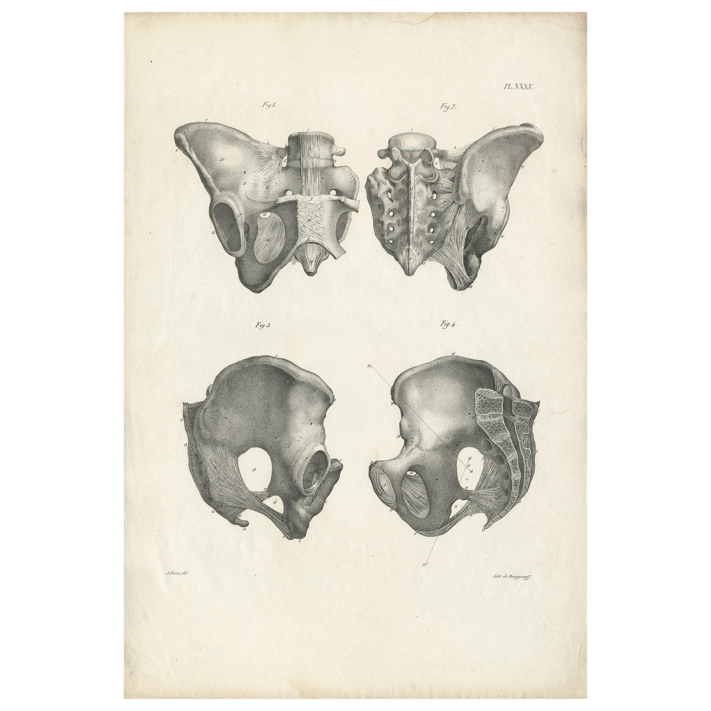 Antique Anatomy / Medical Print of the Pelvis by Cloquet, 1821