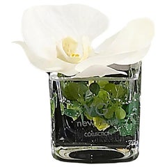 Placeholder Cube Phalenopsis Set Arrangement, Flowers, Italy