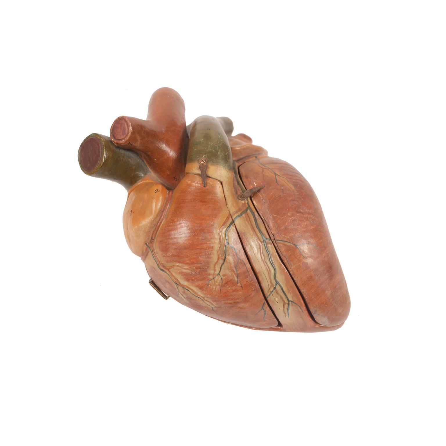 Didactic anatomical model of a human heart made of polychrome plaster. 2 doors with spring hinges allow observation of the internal parts of the heart. Probably German manufacture from the 1930s. Good condition, some chipping. Measures: 25 x 13 x 10