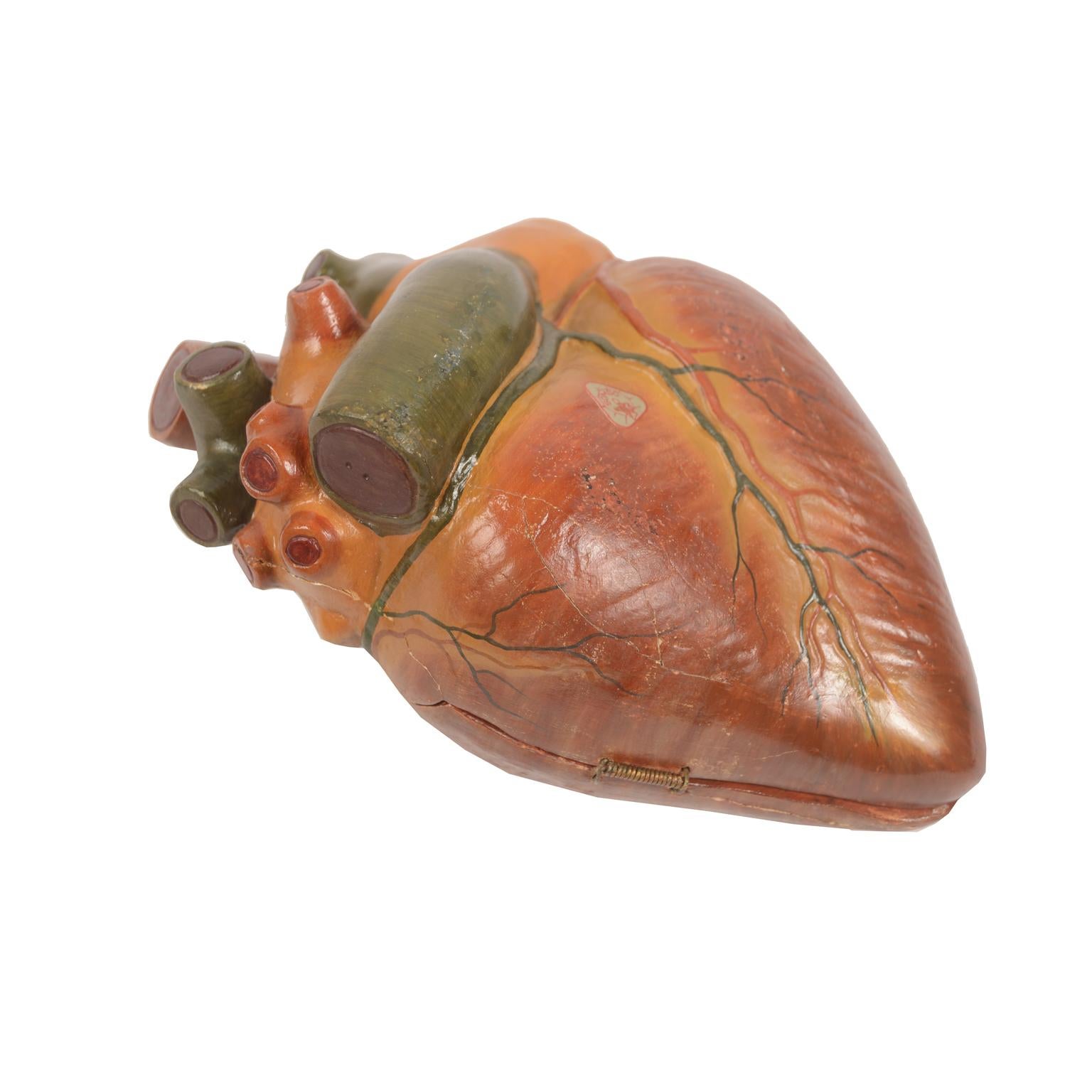 Mid-20th Century 1930s Plaster Medical Didactic Anatomical Model of A Human Heart, Germany 