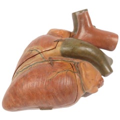 1930s Plaster Medical Didactic Anatomical Model of A Human Heart, Germany 