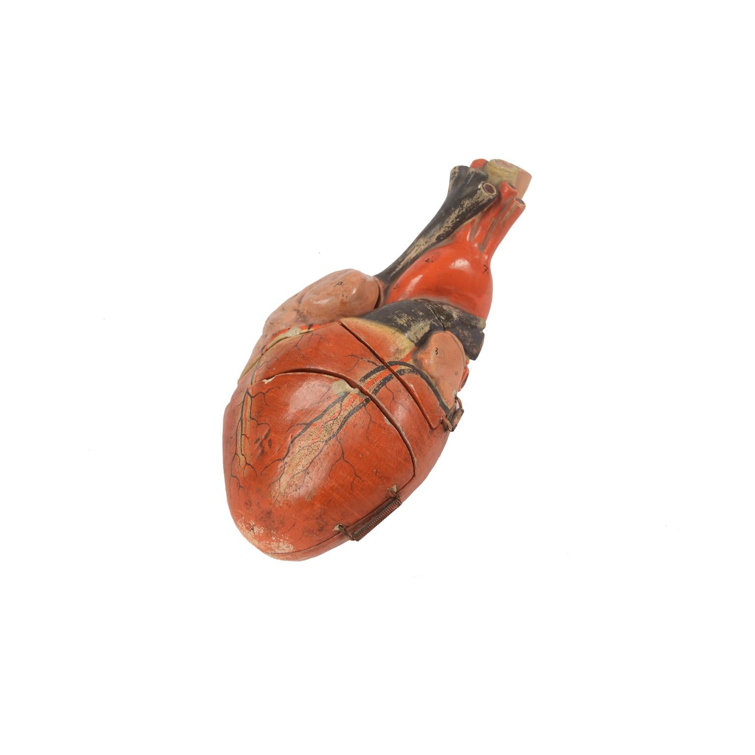 Anatomical didactic model of a human heart made of polychrome plaster. 2 doors with spring hinges allow observation of the internal parts of the heart. Somso manufacture from the end of the 19th century. Good condition. Measures: Cm 26 x 17 x 15 -