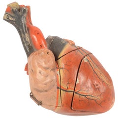 1800s Plaster Medical Didactic Anatomical Model of A Human Heart  Germany