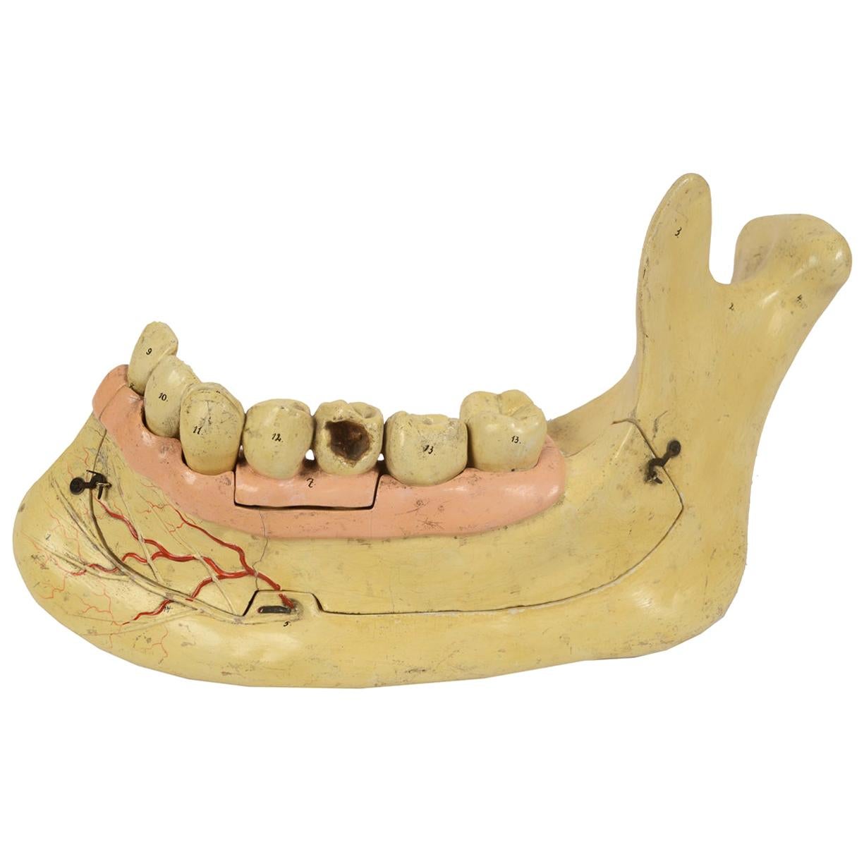 19th century Plaster Didactic Dentist Model of an Enlarged Mandible, Germany