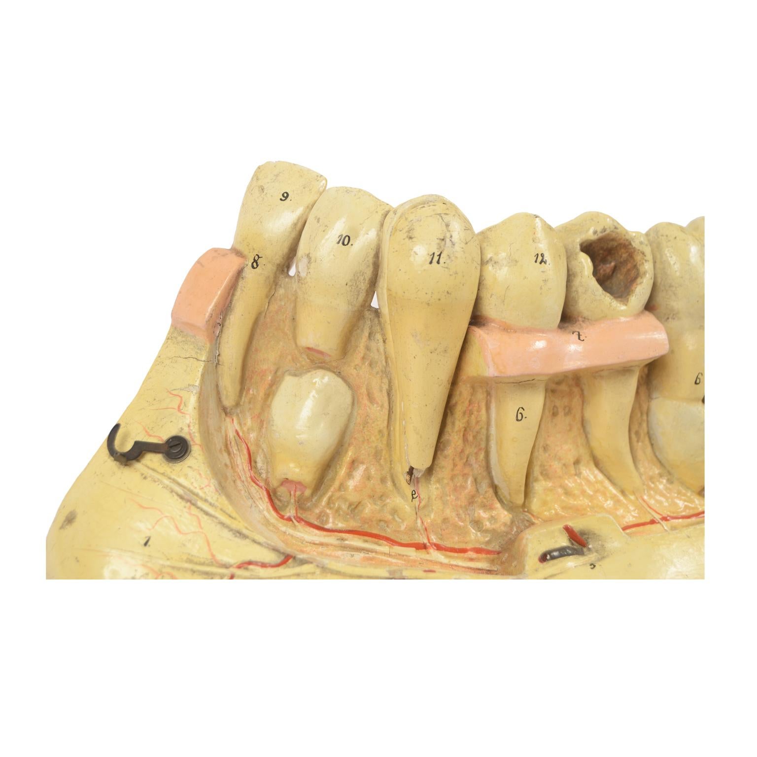 19th century Plaster Didactic Dentist Model of an Enlarged Mandible, Germany 6