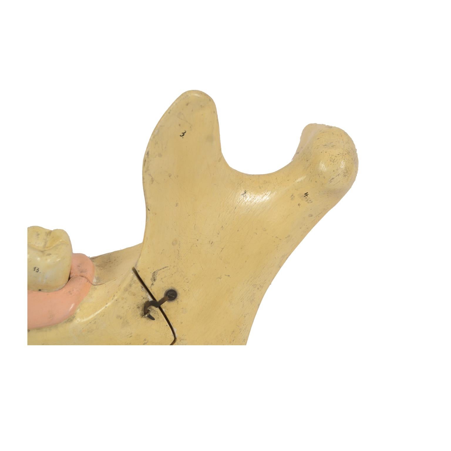 19th century Plaster Didactic Dentist Model of an Enlarged Mandible, Germany 8