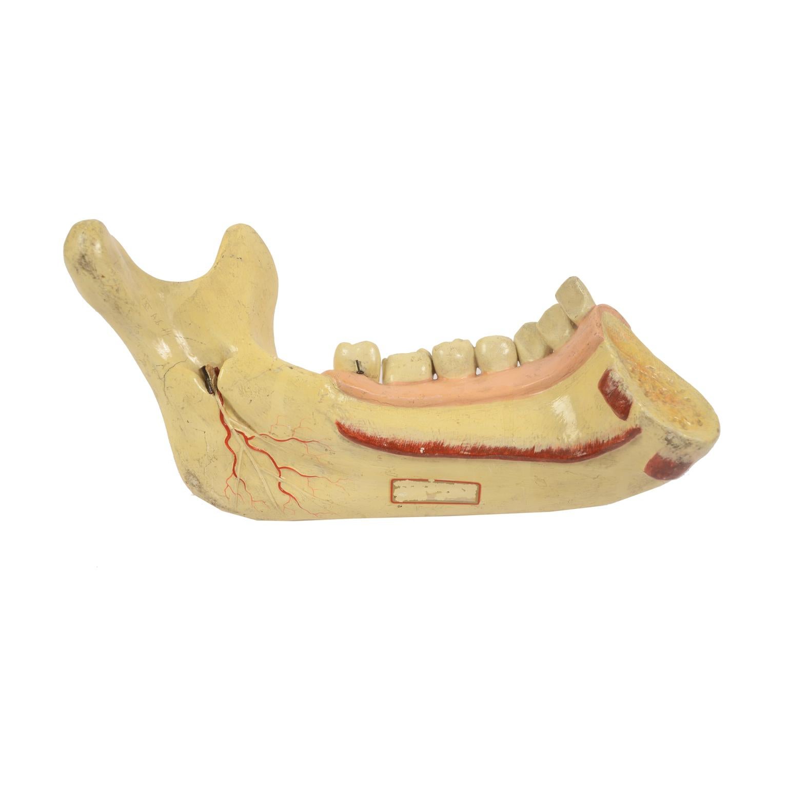 Didactic anatomical model of an enlarged mandible, made of polychrome papier mâché and plaster. A flap fixed with two hooks shows the complete section of the dentition up to the roots, in evidence the circulatory system, the roots and two caries, a