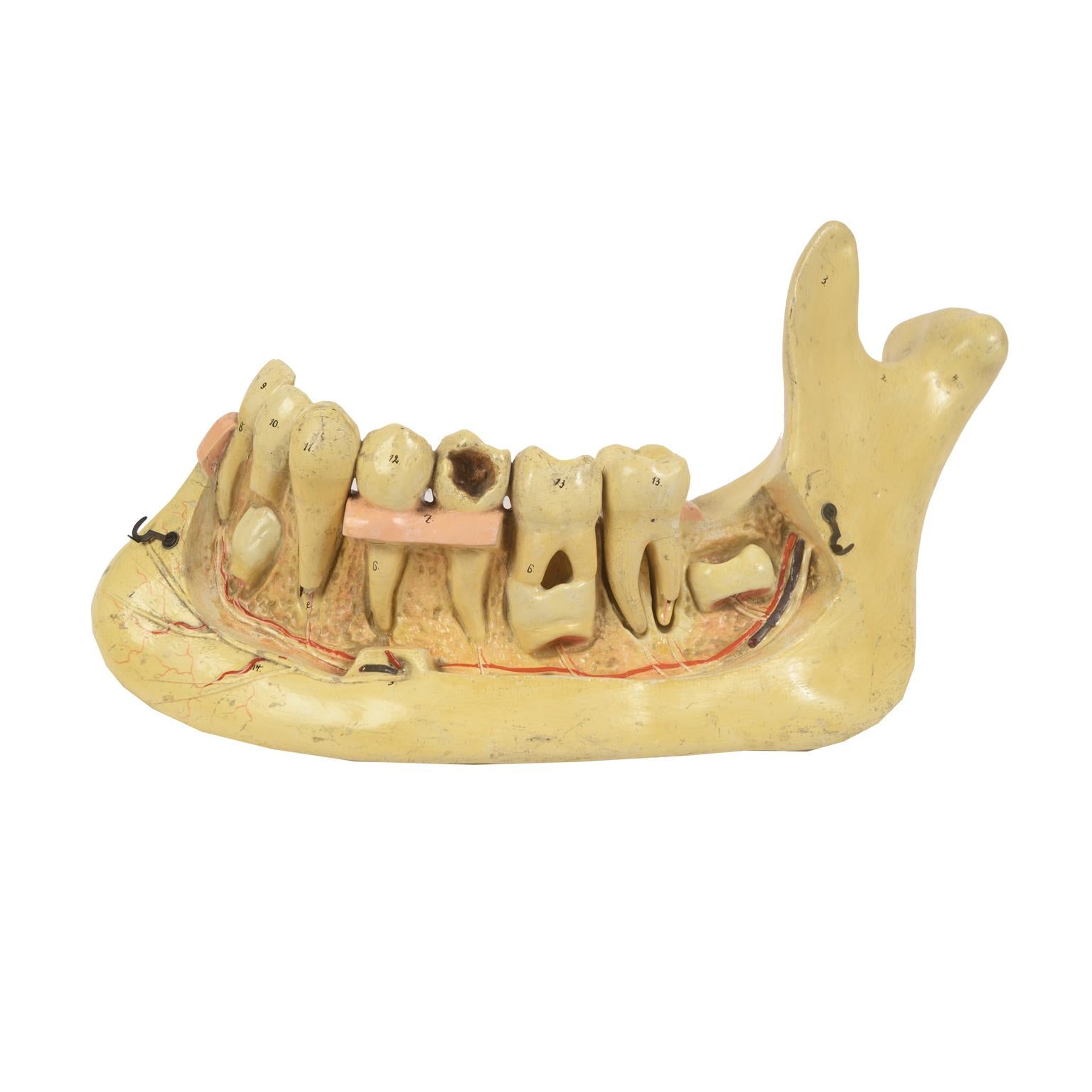 19th century Plaster Didactic Dentist Model of an Enlarged Mandible, Germany In Good Condition In Milan, IT