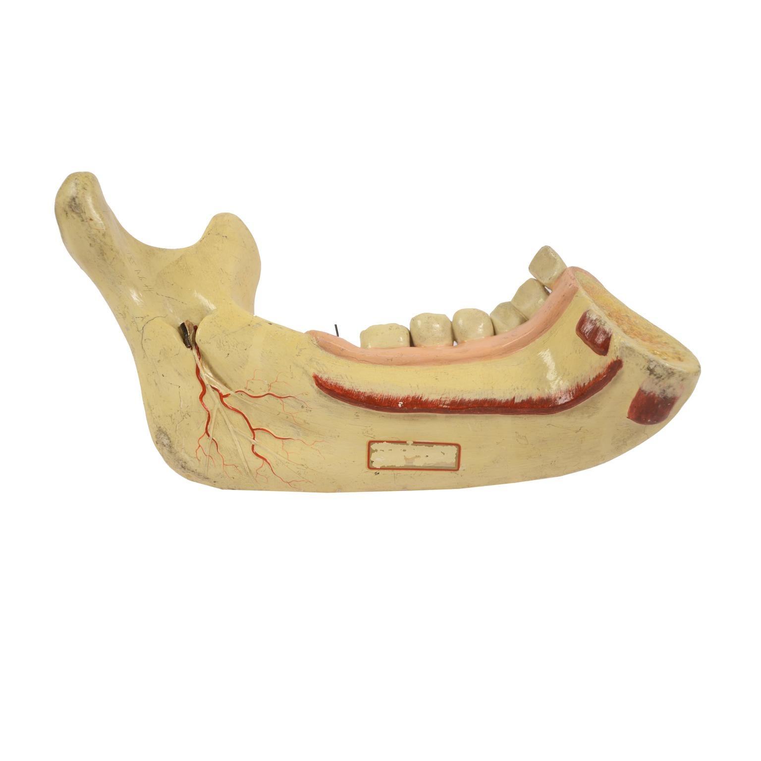 Late 19th Century 19th century Plaster Didactic Dentist Model of an Enlarged Mandible, Germany