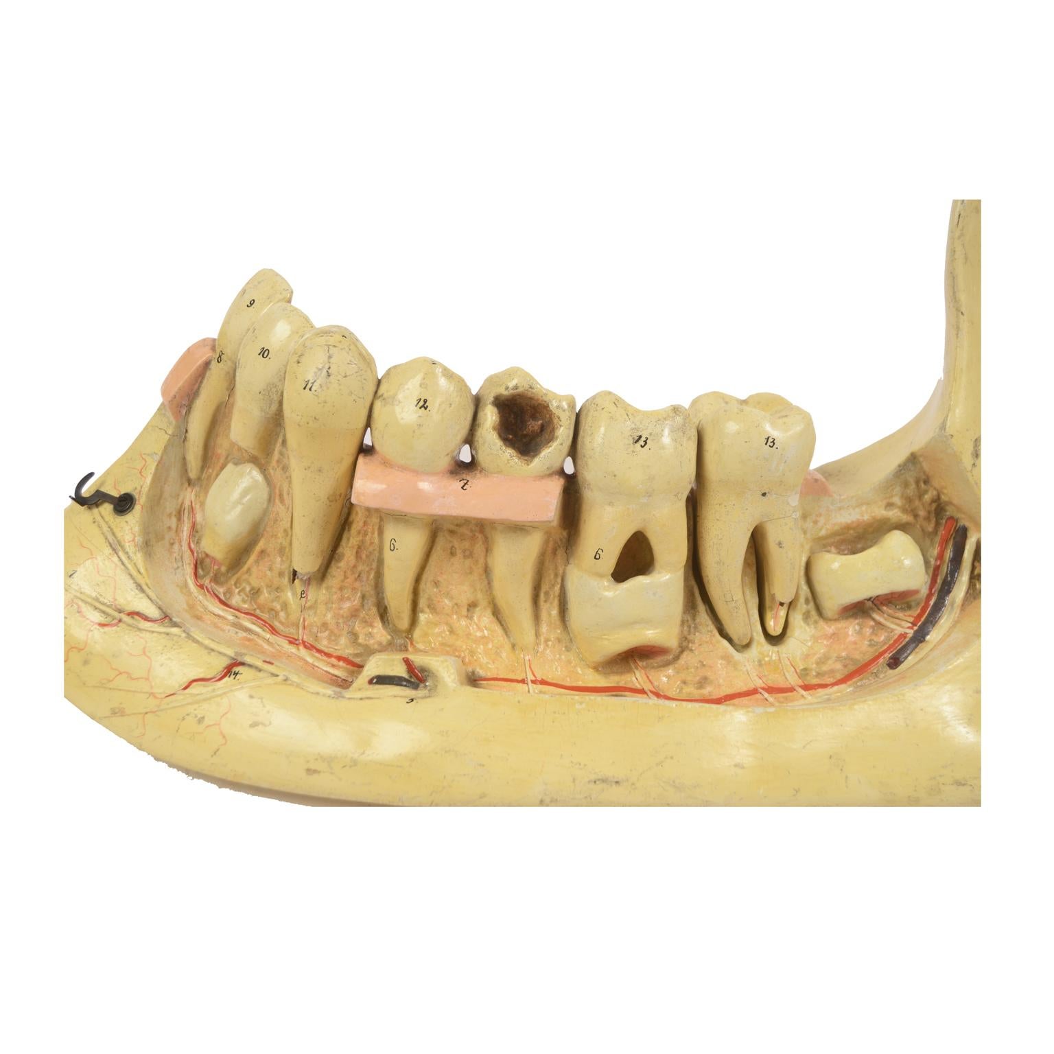 19th century Plaster Didactic Dentist Model of an Enlarged Mandible, Germany 4