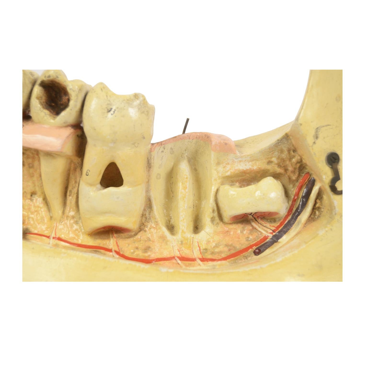 19th century Plaster Didactic Dentist Model of an Enlarged Mandible, Germany 5