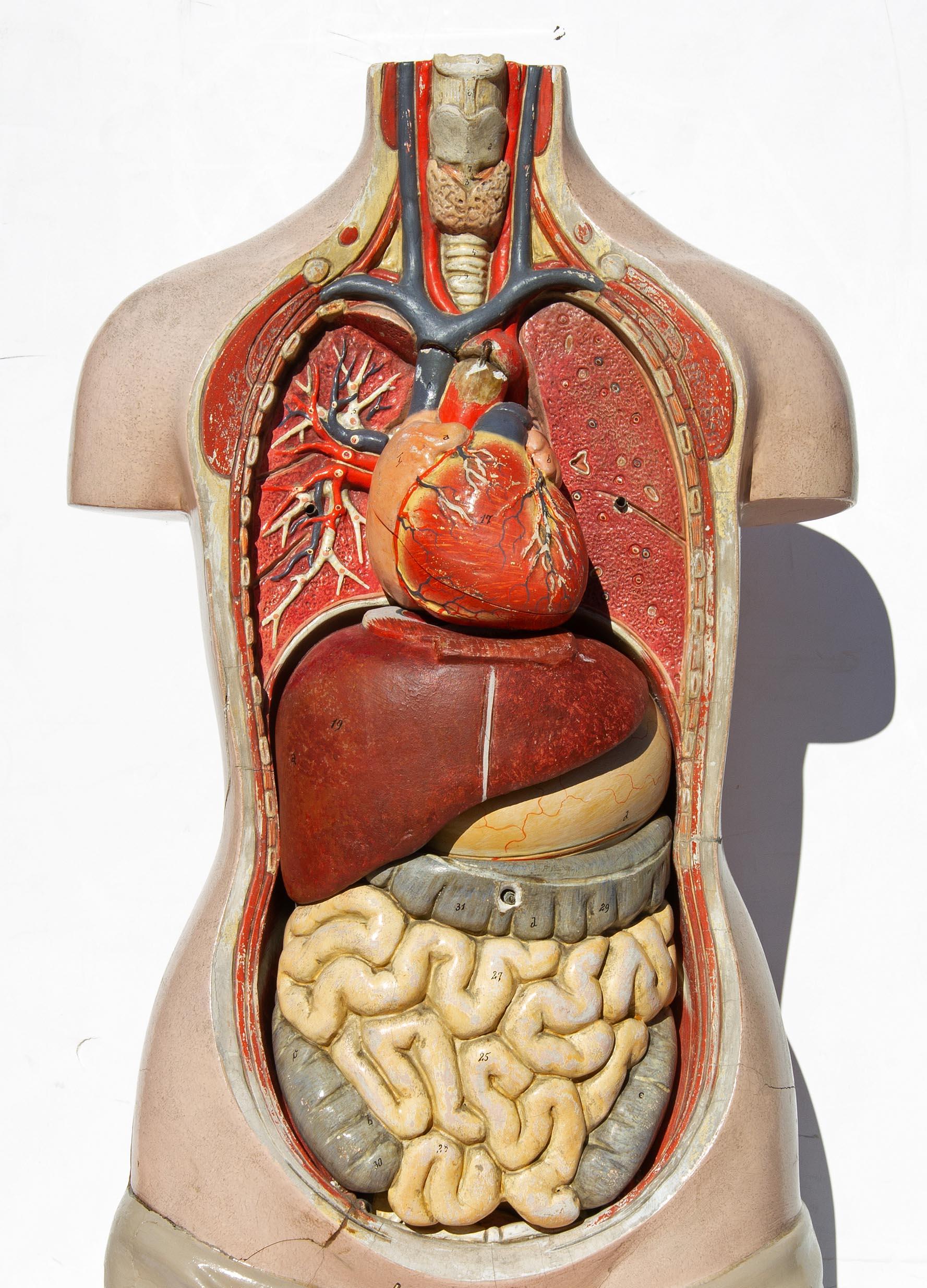 Life-size female anatomical educational model. Hand painted and very detailed. Each organ is removable. The heart is decorated on the interior showing the ventricles, German, circa 1930s. Measure: 27