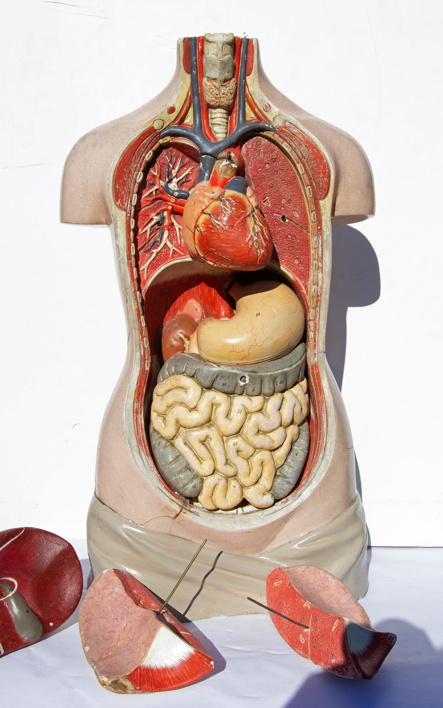 human body female anatomy real person