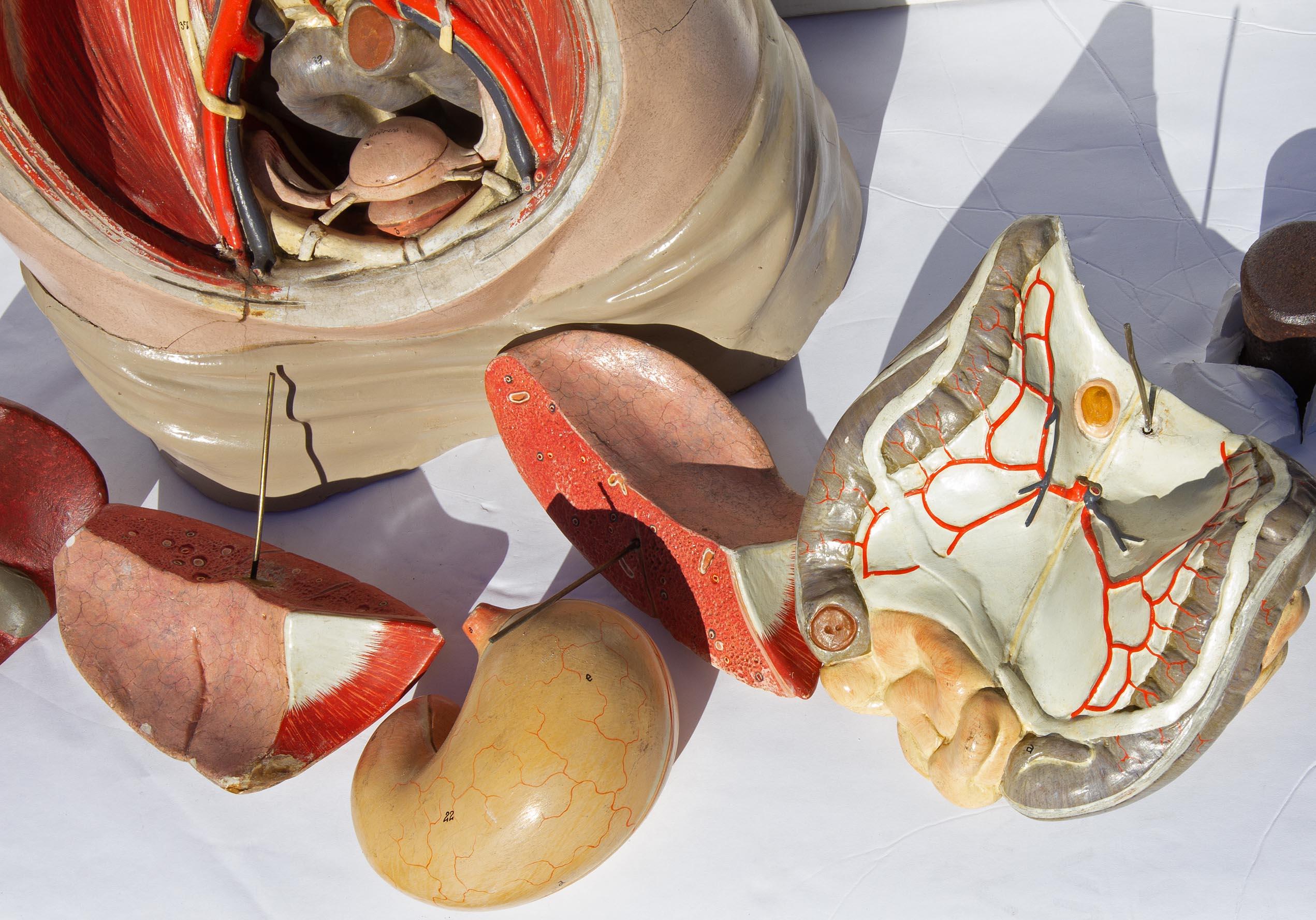 Plaster Educational Human Anatomical Model, German, 1930s In Good Condition In Rochester, NY