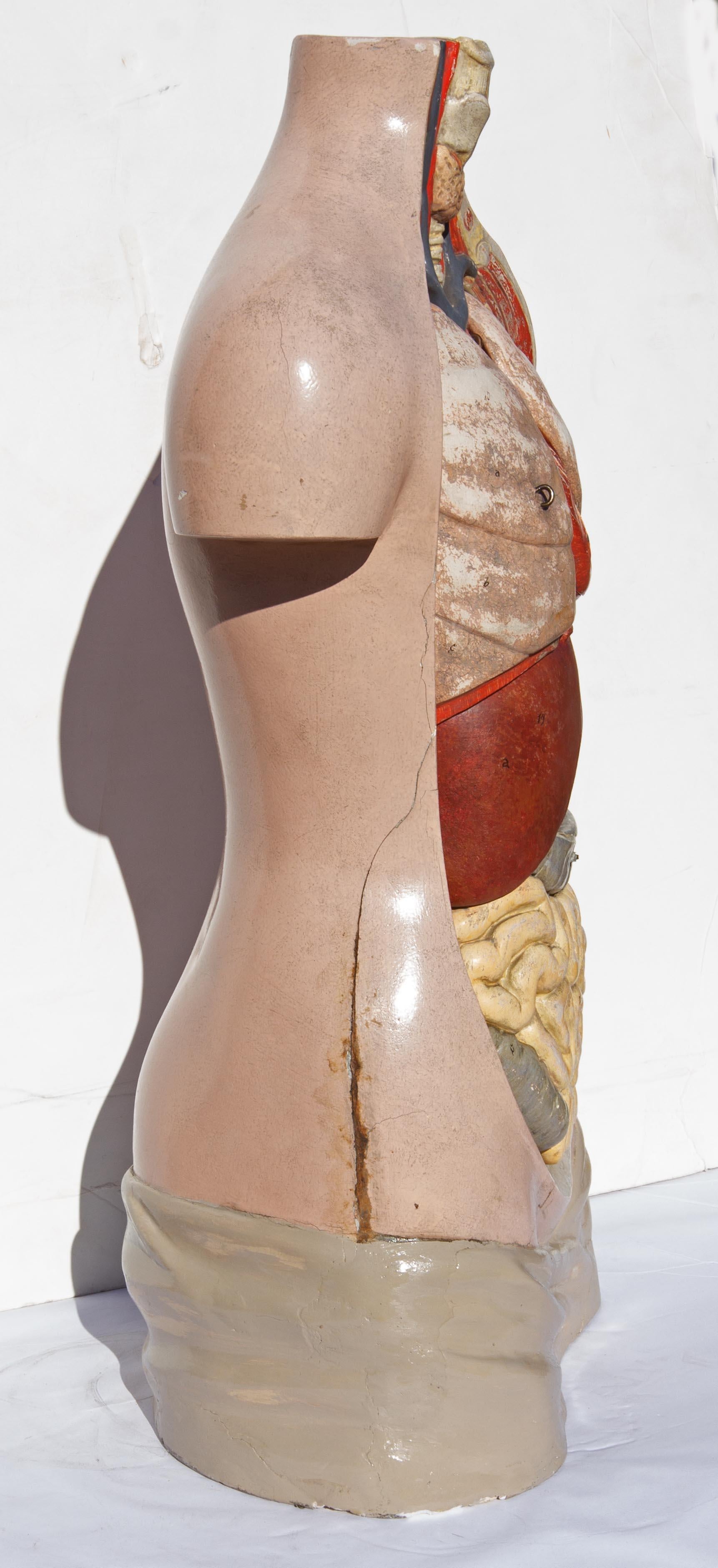 20th Century Plaster Educational Human Anatomical Model, German, 1930s