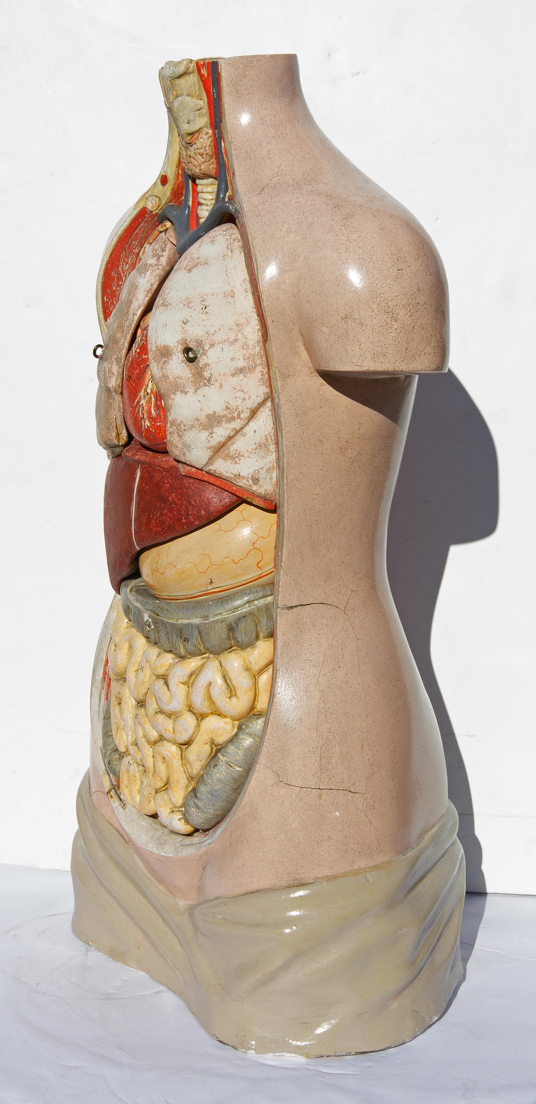 Plaster Educational Human Anatomical Model, German, 1930s 1