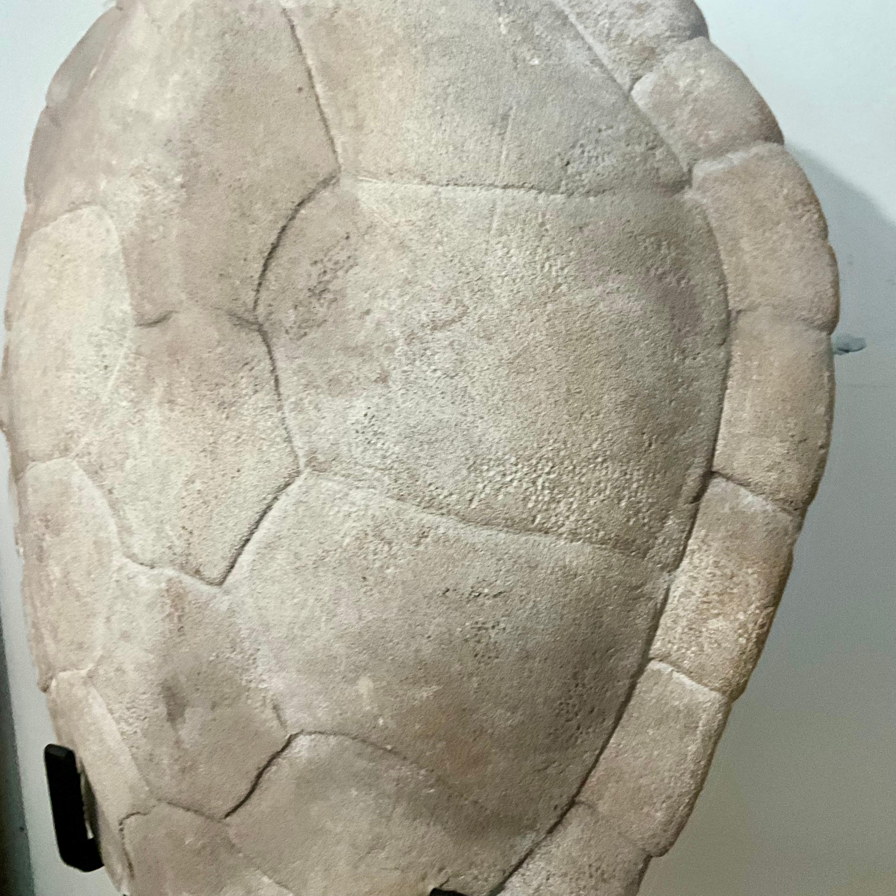 Fatto a mano Scultura di finto guscio di tartaruga in gesso su supporto da museo personalizzato, organico moderno in vendita