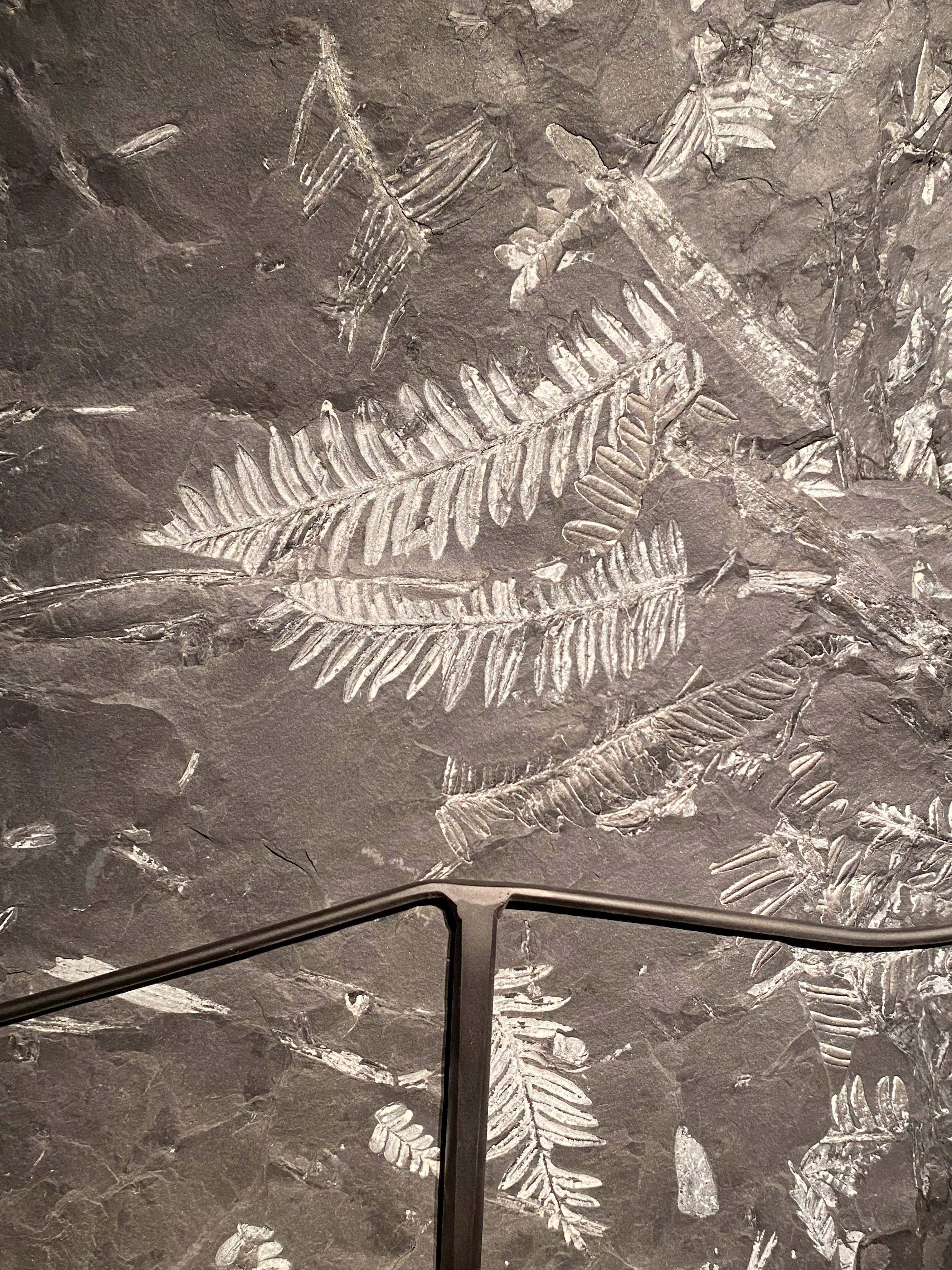 Plate with Fossil Ferns For Sale 7