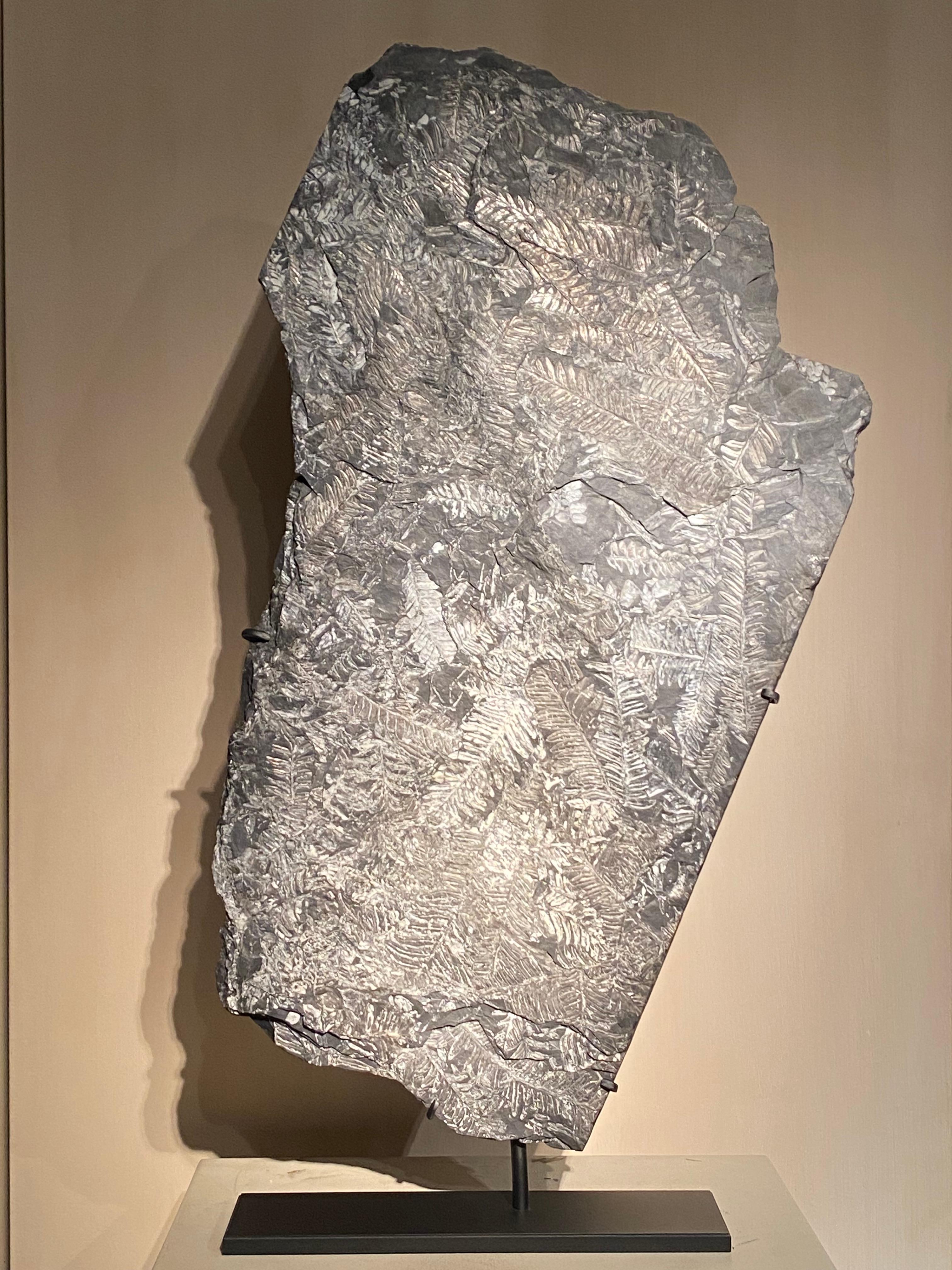 Plate with Fossil Ferns For Sale 8