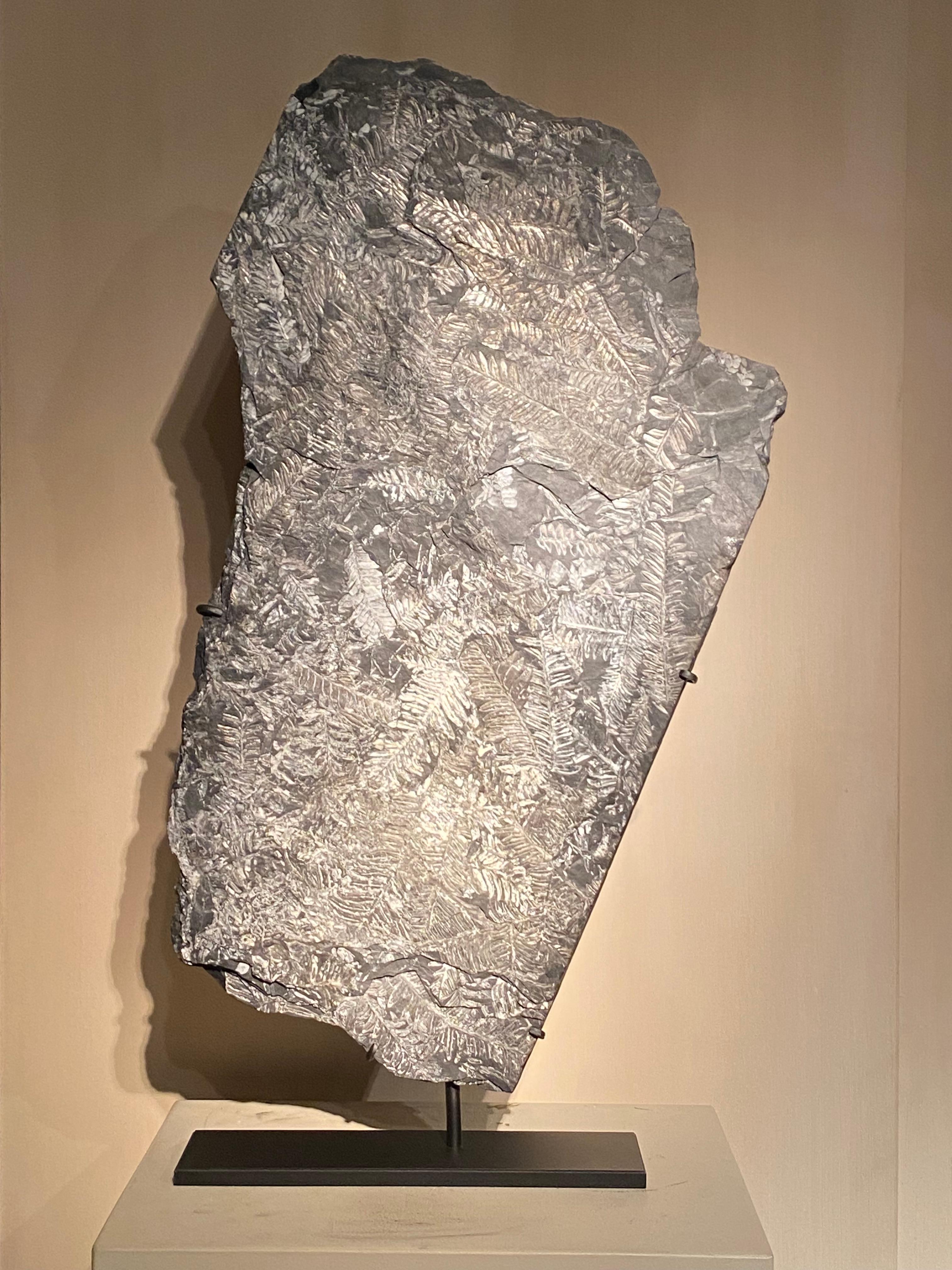 A large fossil Fern plate, Alethopteris,a prehistoric plant genus of fossil seed ferns,
Pennsylvania,St Clair,
Carboon, 300 million years ago,
very decorative object with fern parts on both sides of the stone,
mounted on an metal base