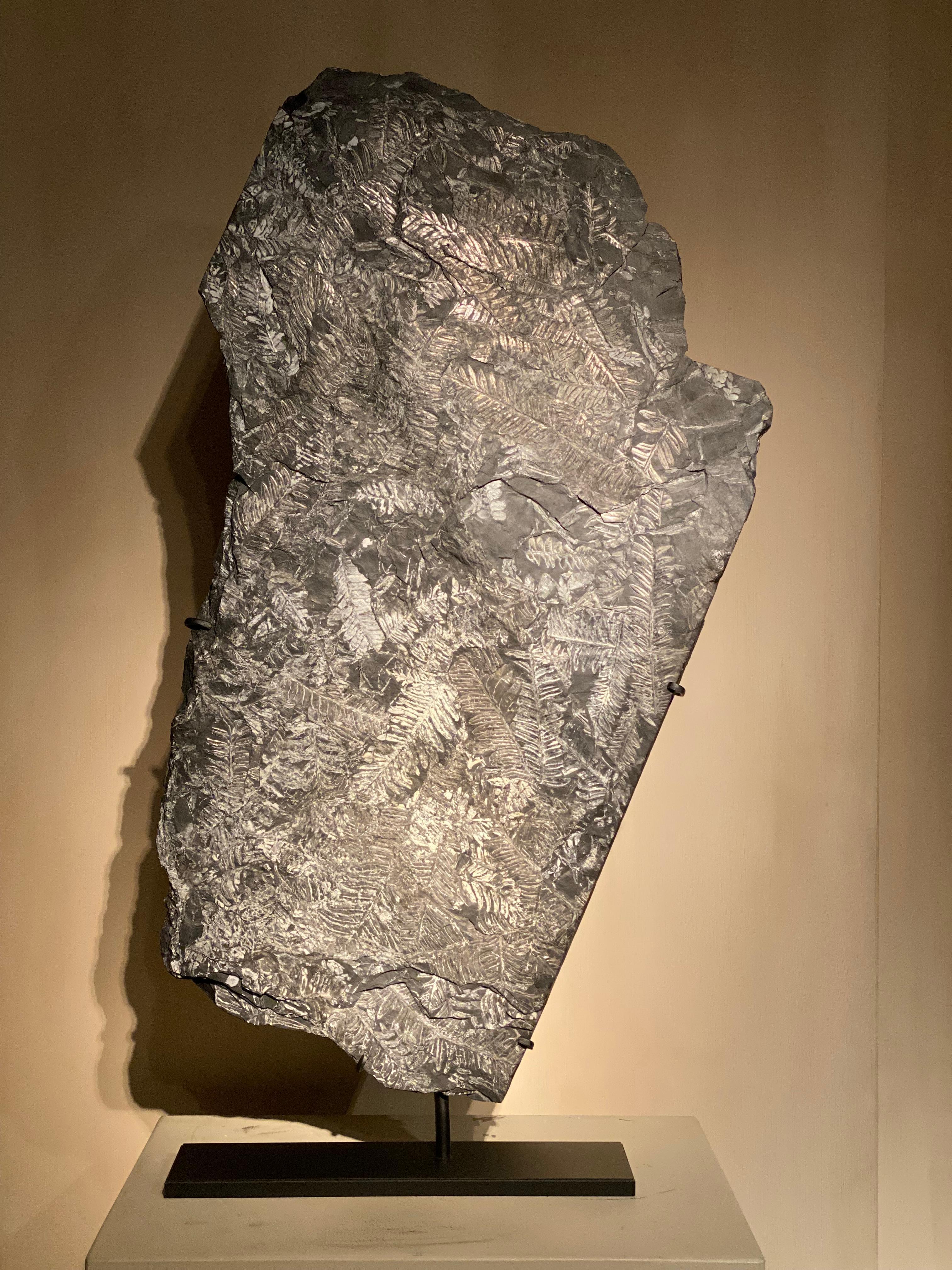 American Plate with Fossil Ferns For Sale