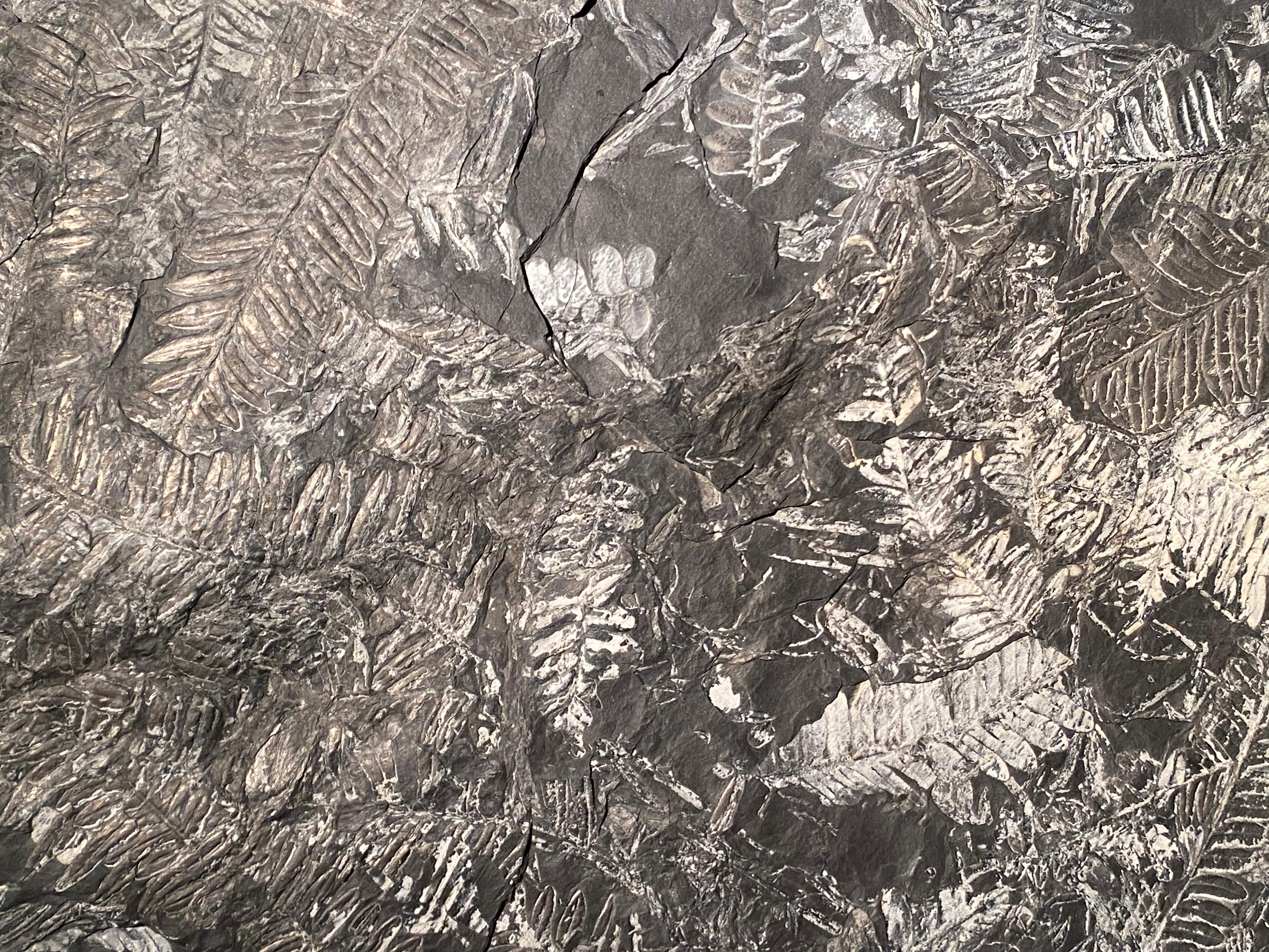 Plate with Fossil Ferns In Good Condition For Sale In Schellebelle, BE