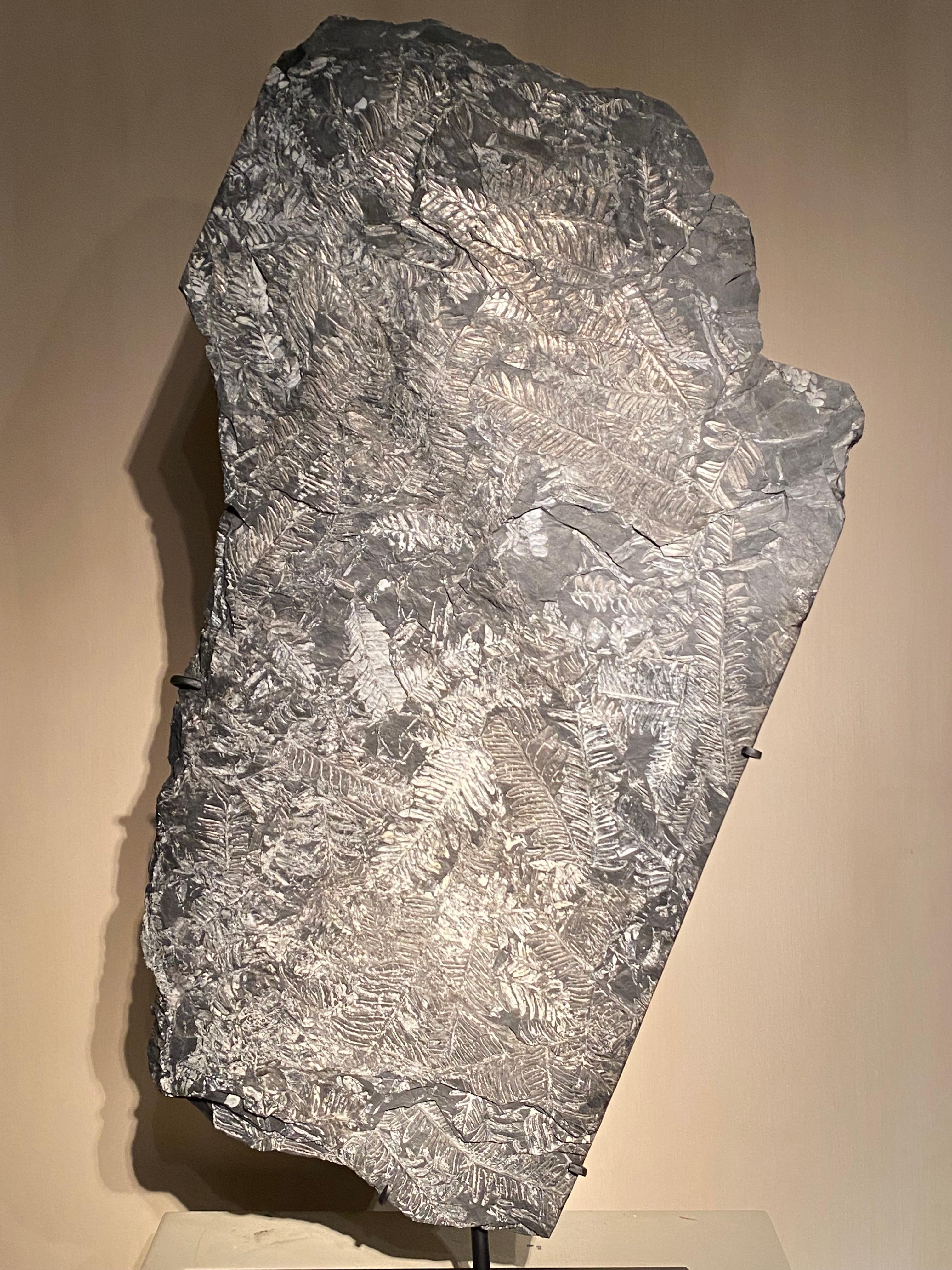 18th Century and Earlier Plate with Fossil Ferns For Sale
