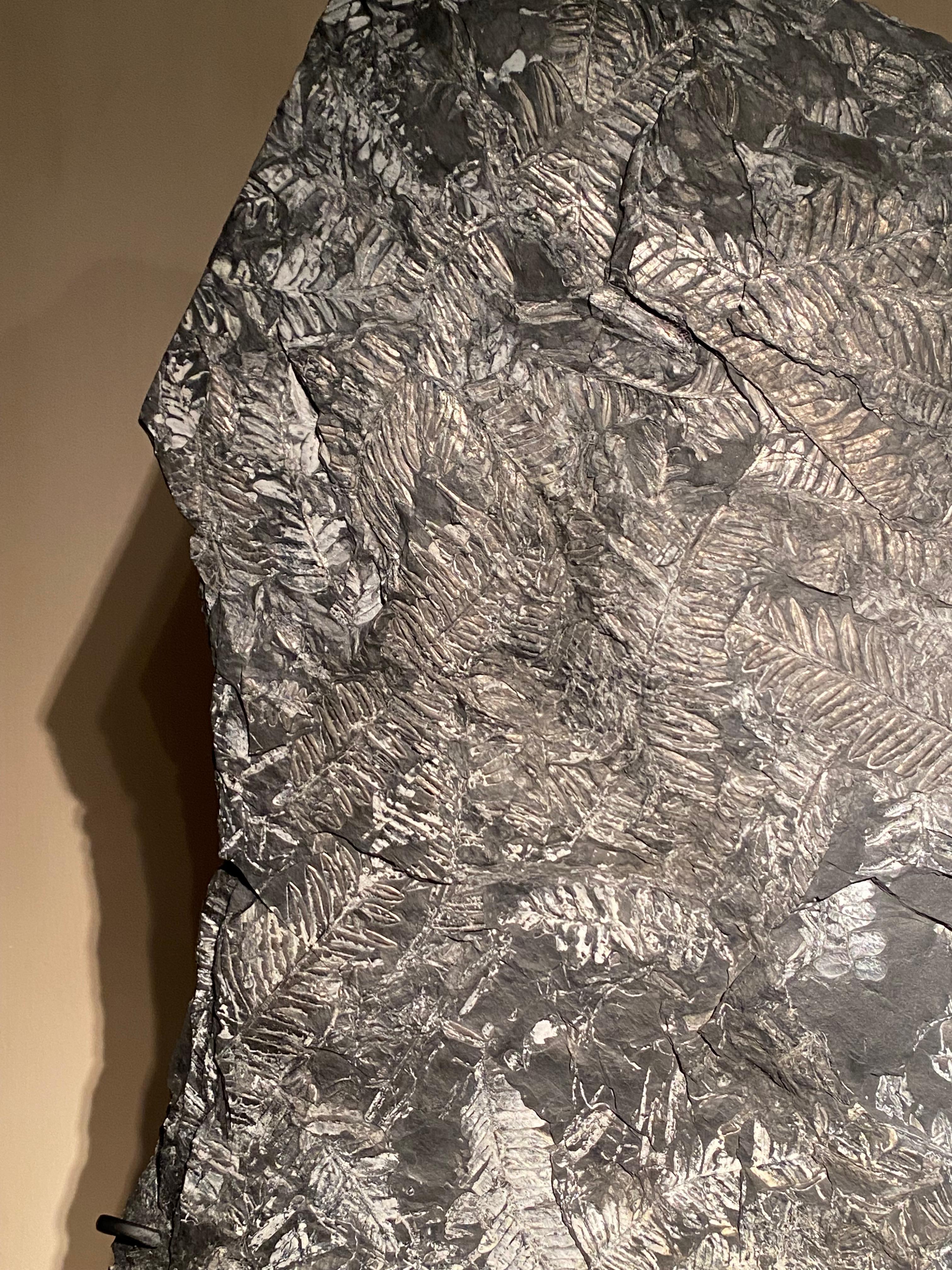 Stone Plate with Fossil Ferns For Sale