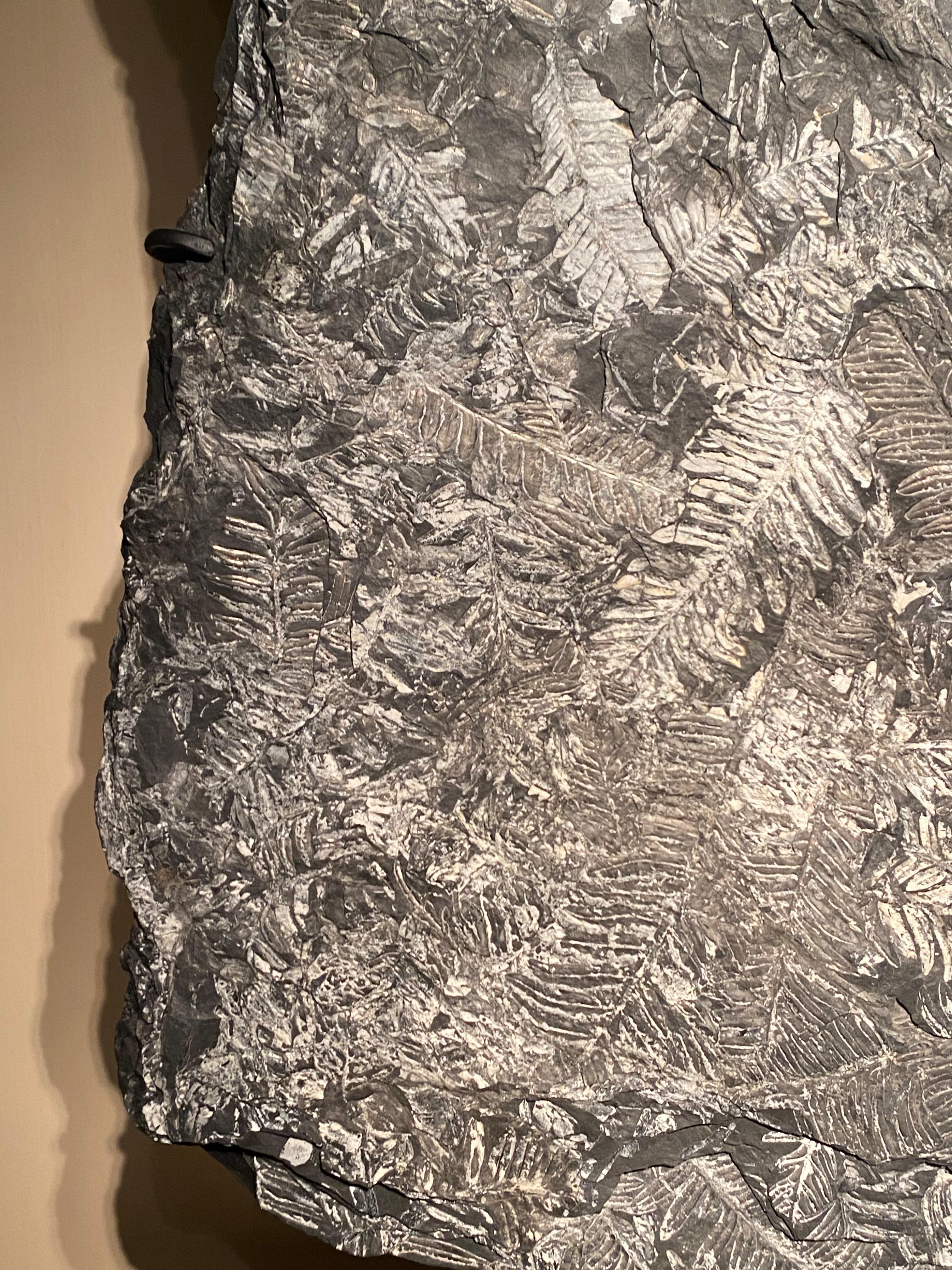 Plate with Fossil Ferns For Sale 1