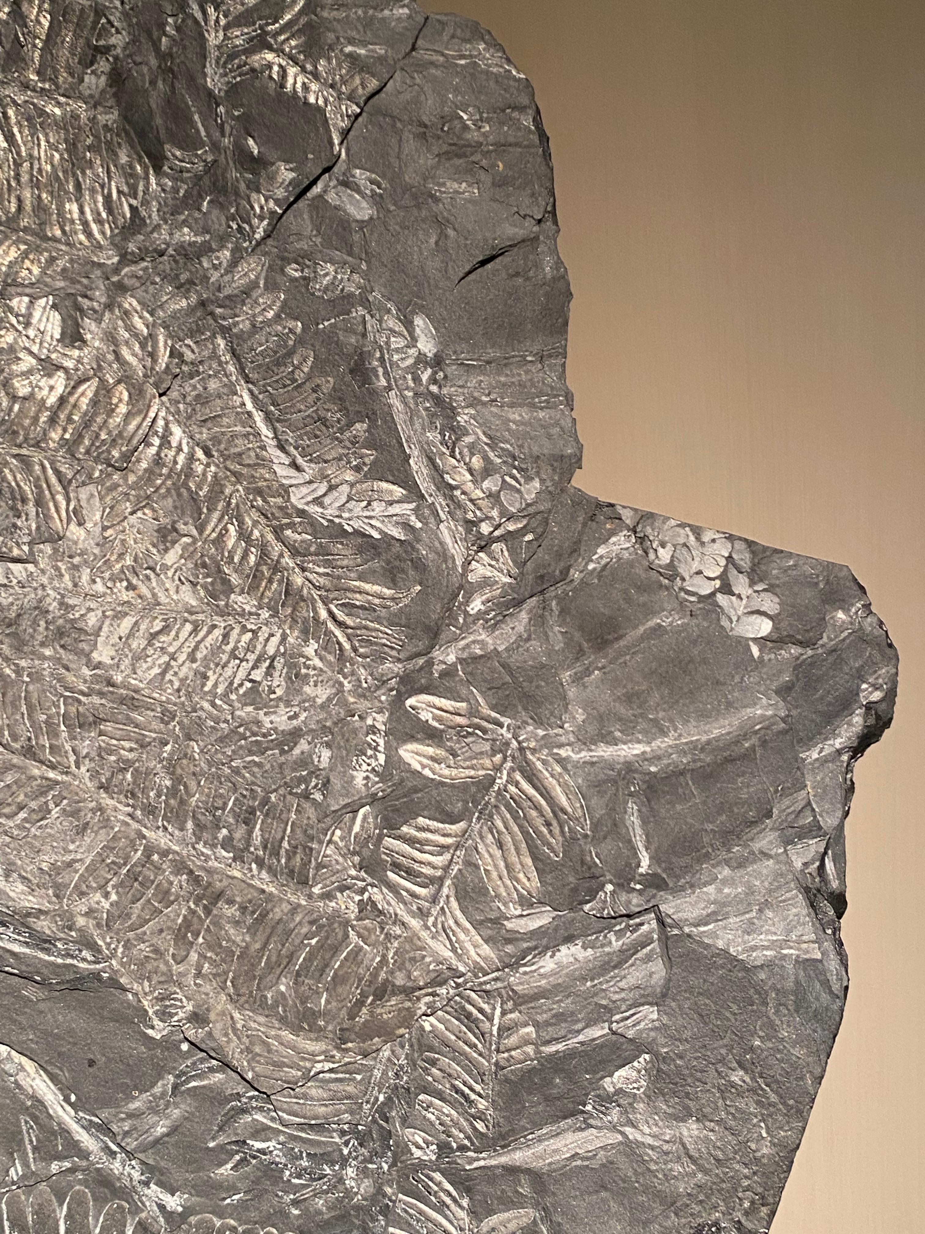 Plate with Fossil Ferns For Sale 2