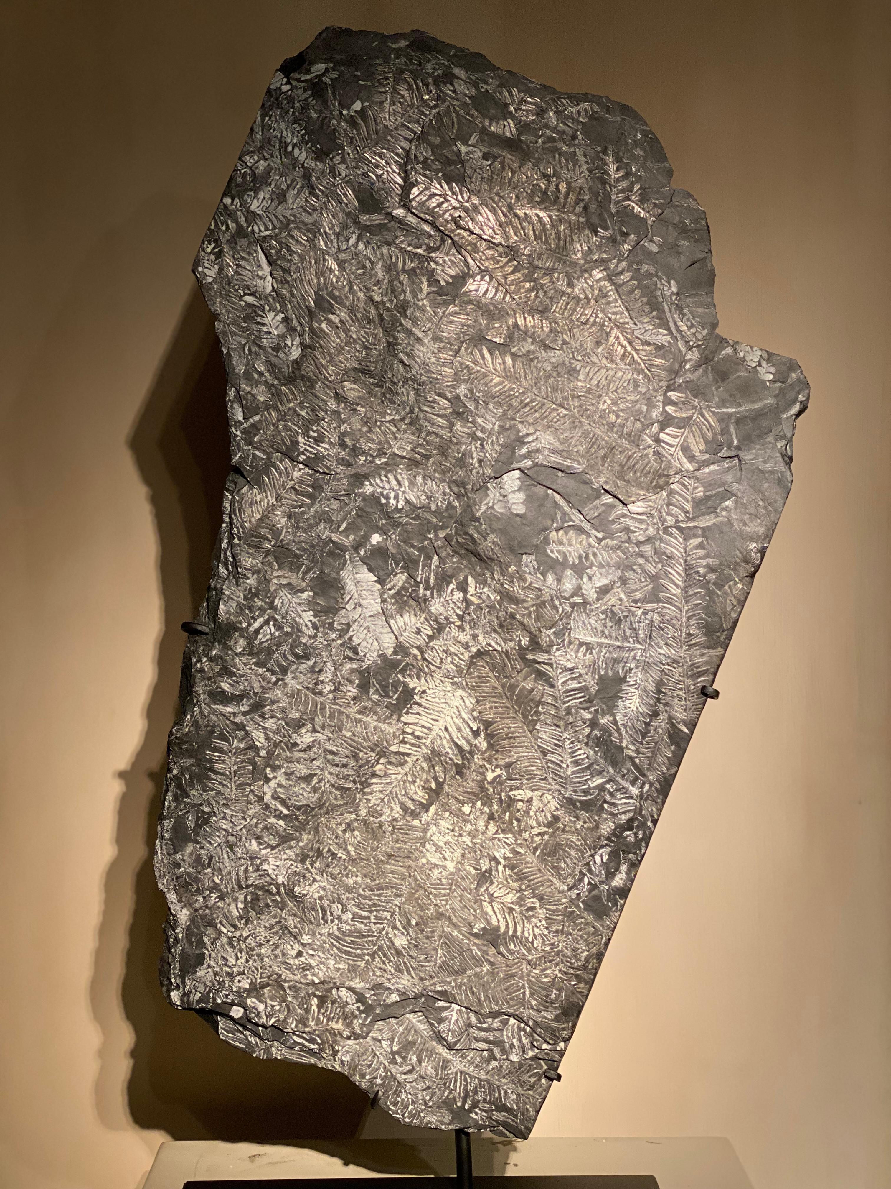 Plate with Fossil Ferns For Sale 3