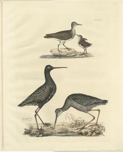 "Plate XV: The Sandpipers - A Study in Seasonal and Developmental Plumage, 1826