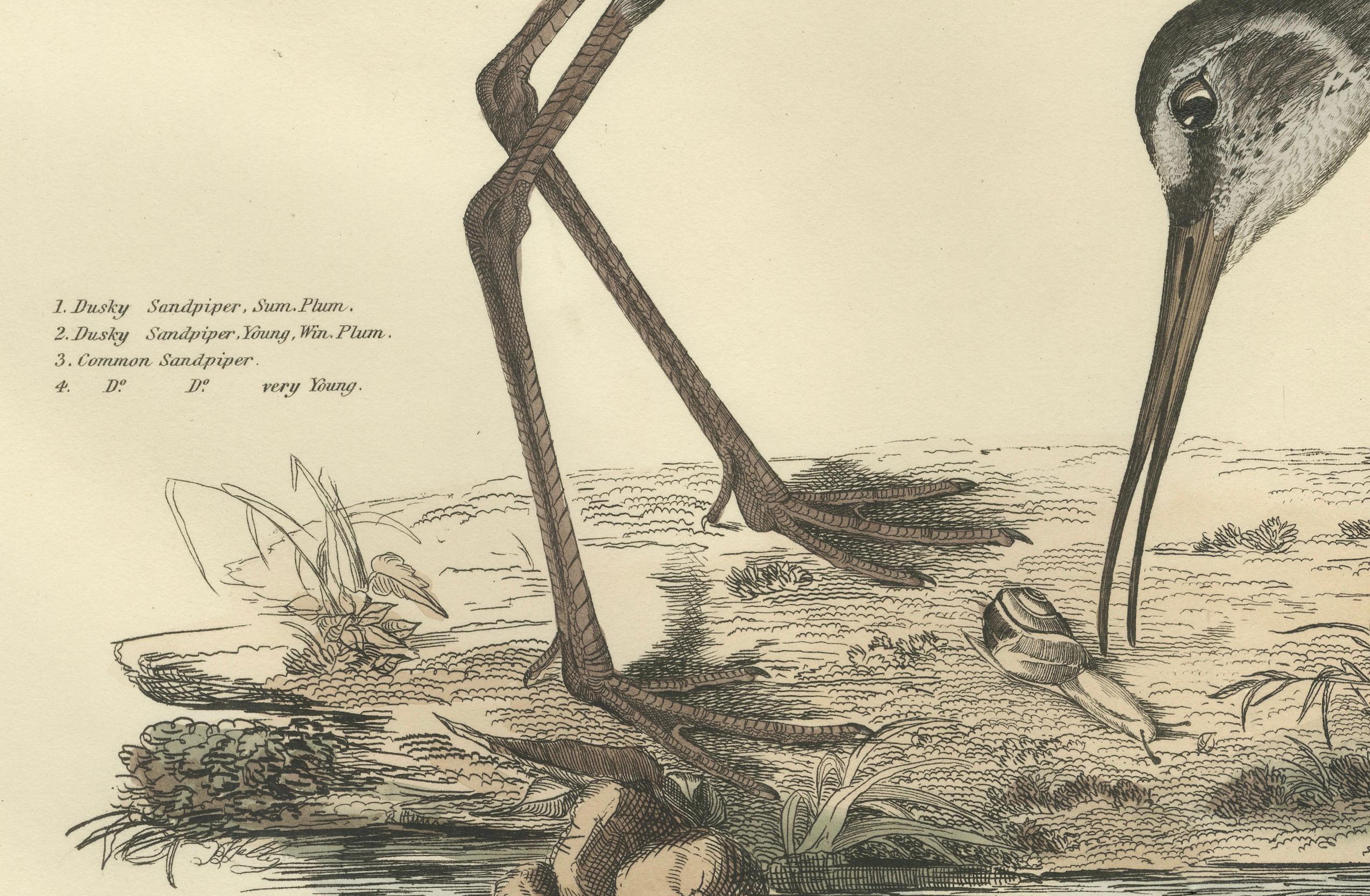 Gravé « Plate XV : The Sandpipers - A Study in Seasonal and Developmental Plumage, 1826 en vente