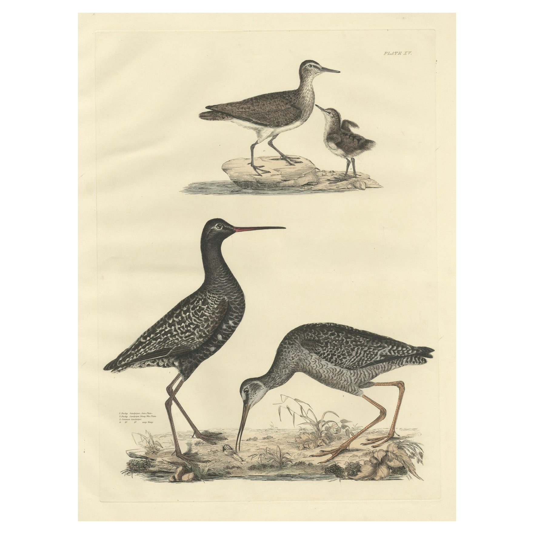 "Lámina XV: Los correlimos - Un estudio sobre el plumaje estacional y evolutivo, 1826